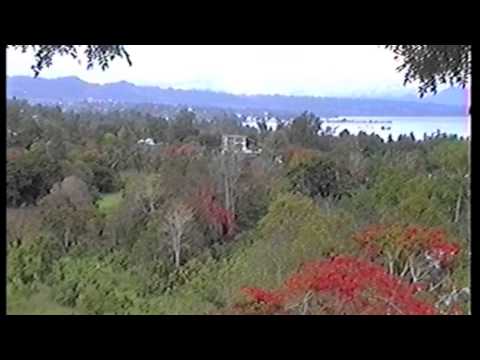 Honiara garden with flame trees
