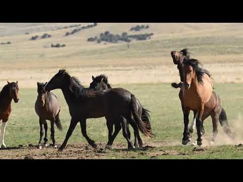 Onaqui wild horses, Utah's West Desert II