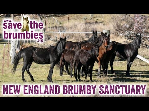 Save The Brumbies 🐴🌲 New England Brumby Sanctuary