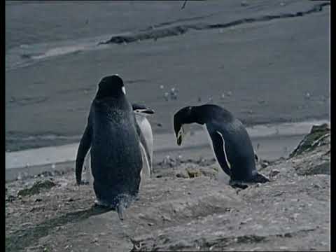 Antarctic. Part II. The Flight of Penguins, Episode 27 of 37, Jacques Cousteau Odyssey, Life Aquatic
