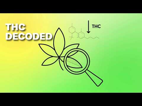 Scientific American on the science of THC