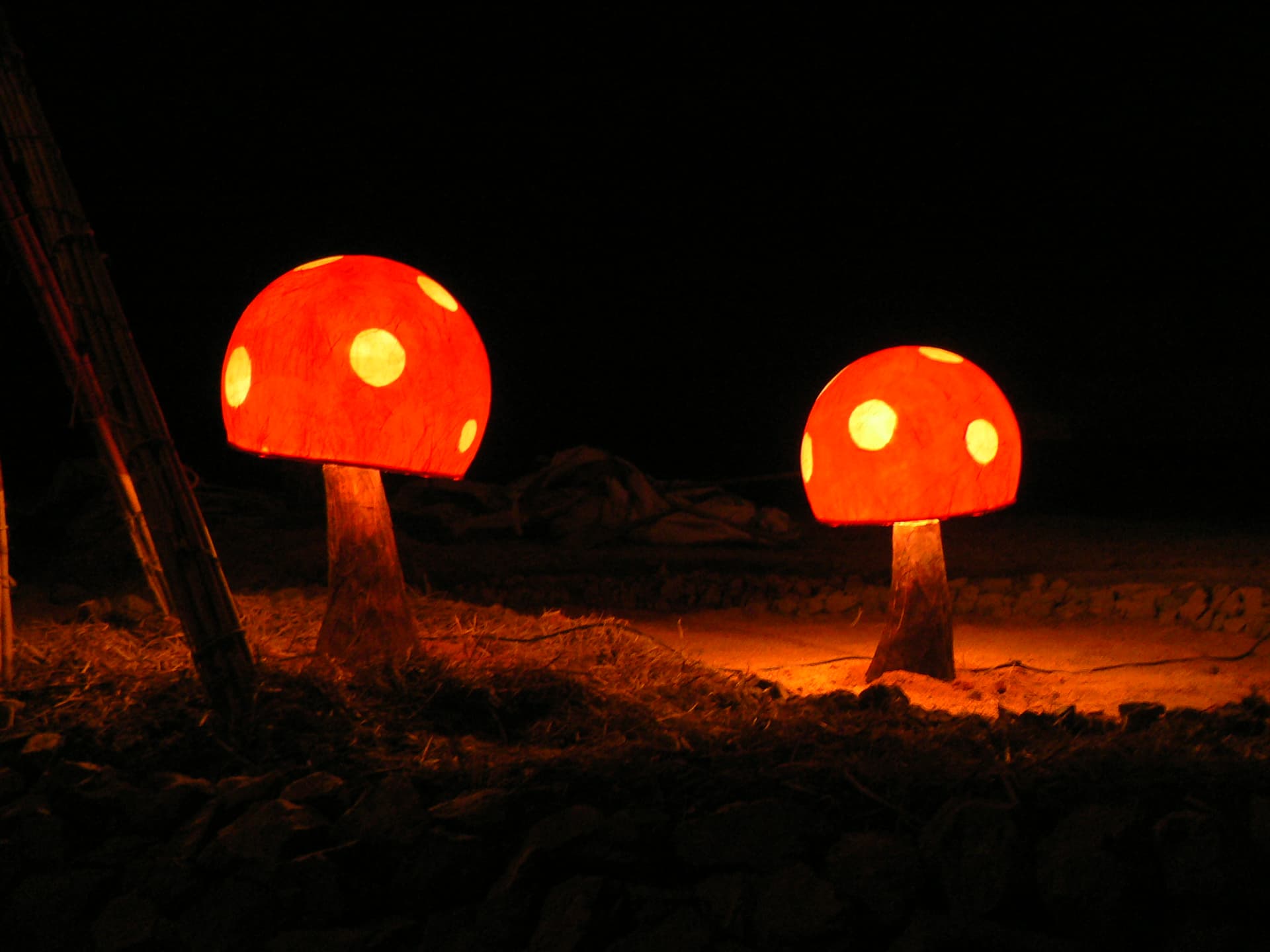 Mushrooms, Boom 2008