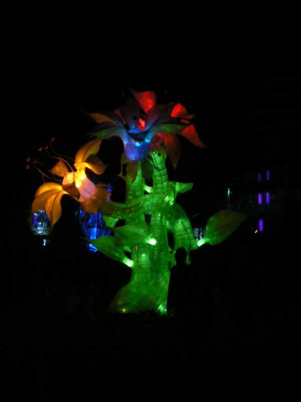 Cosmic Walkers flower, Boom 2006