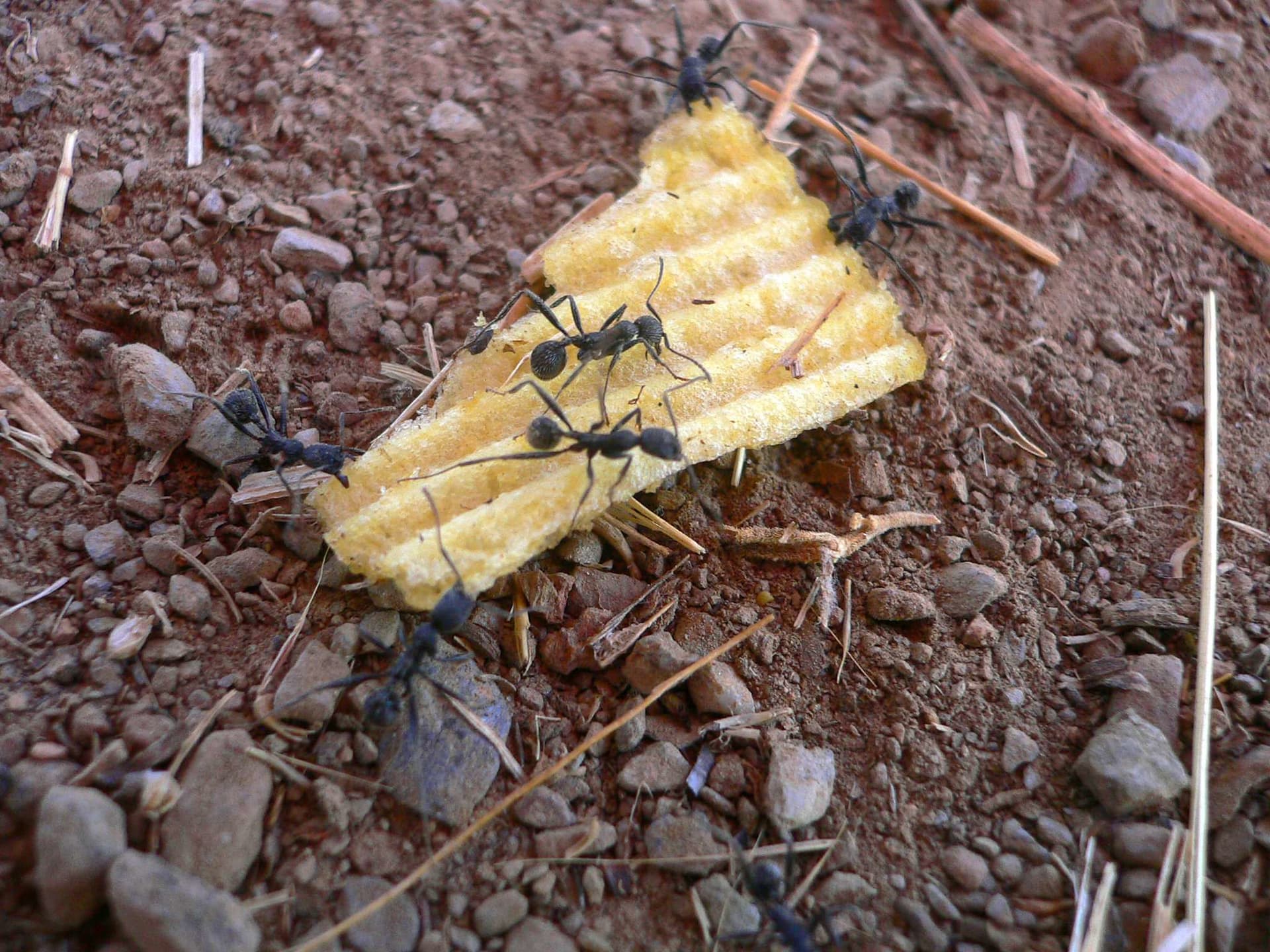 Ants carry food, second view, Boom 2006