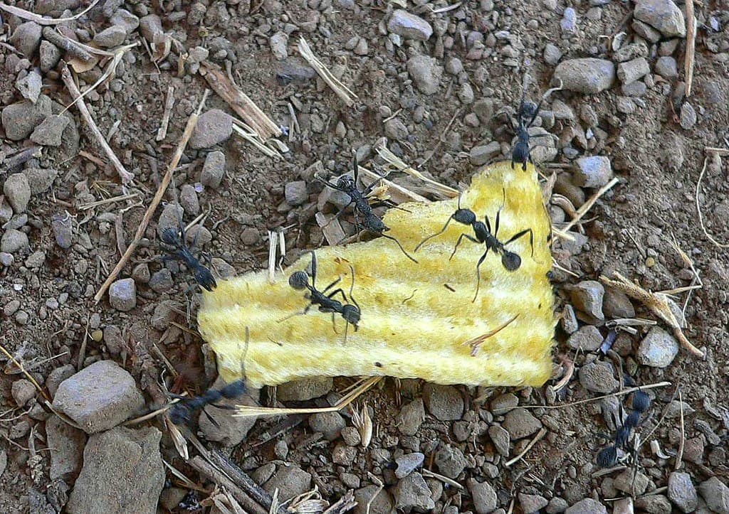 Ants carry food, fourth view, Boom 2006