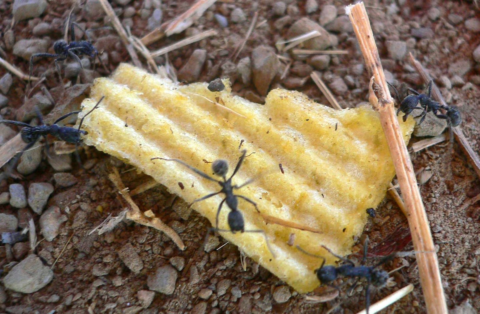 Ants carry food, third view, Boom 2006