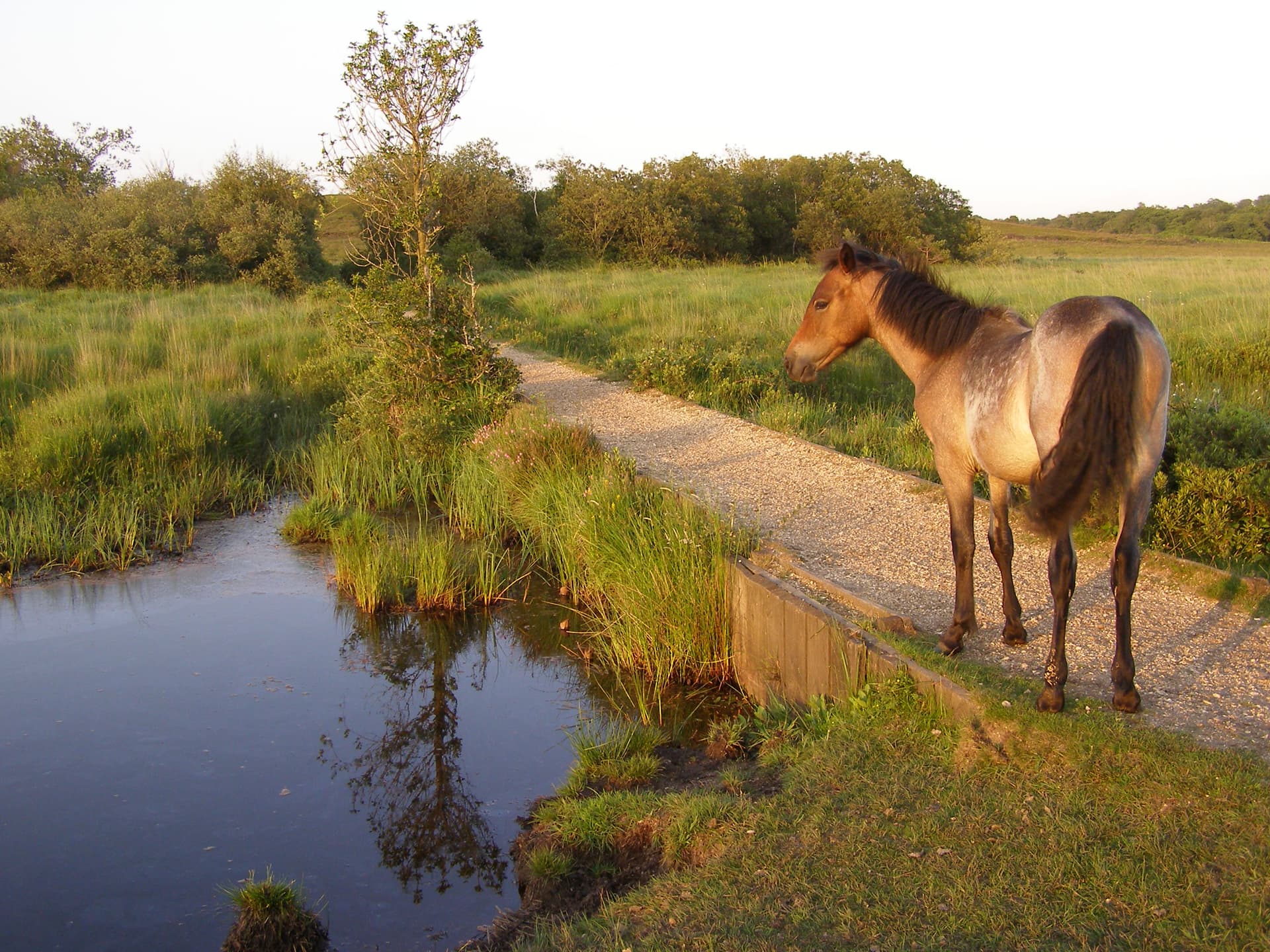 Pony on a causeway at penny moor