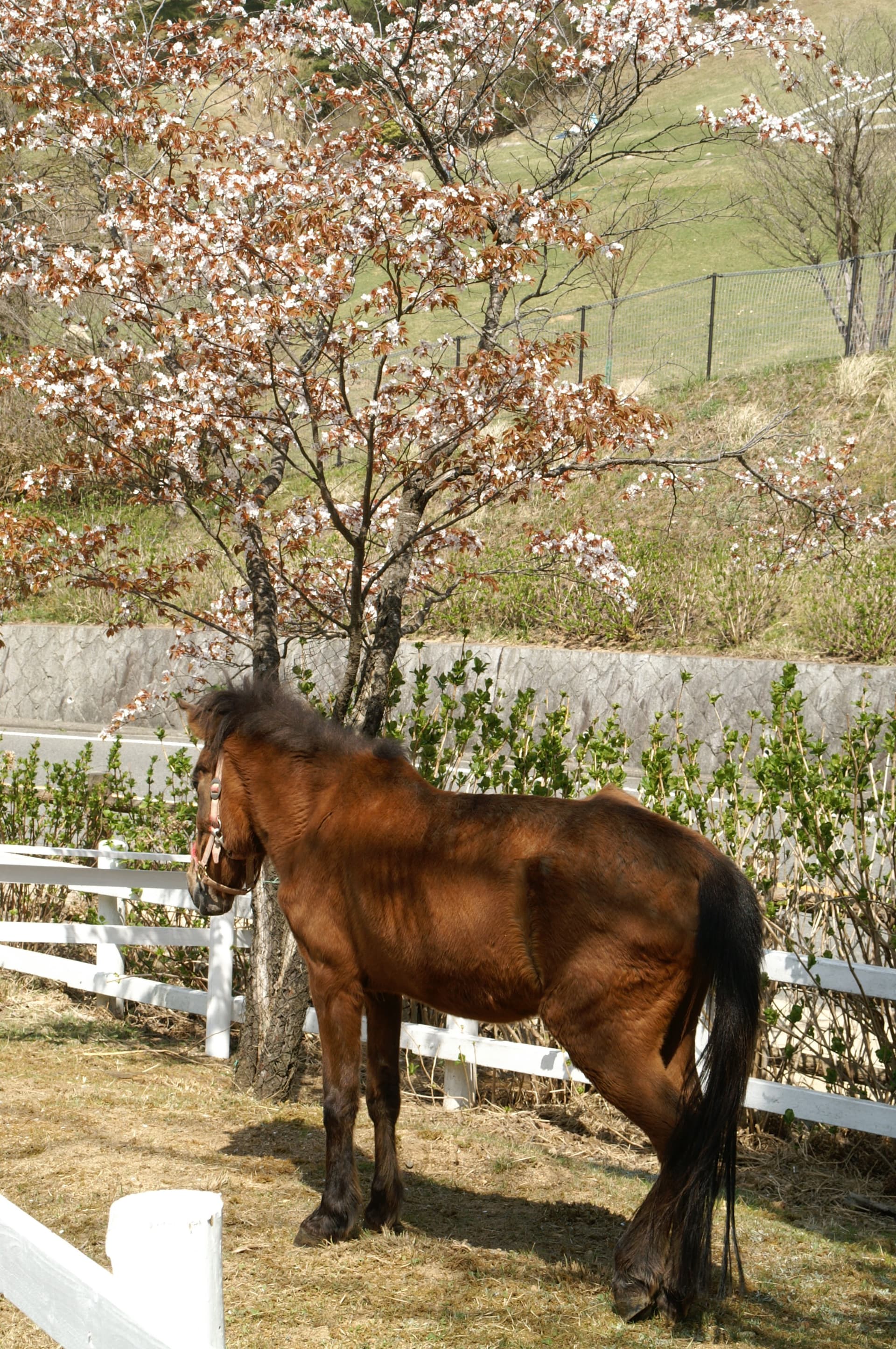 Yonaguni Horse @ Rokkosan Pasture