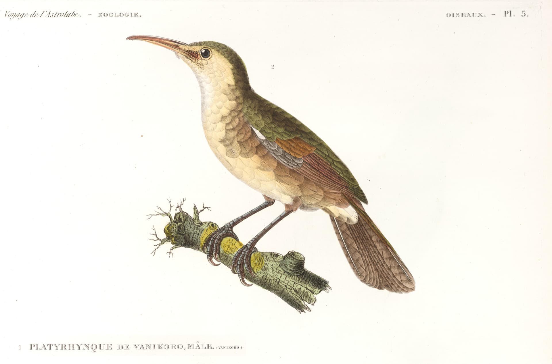 Durville-Vanikoro-Platyrhynque