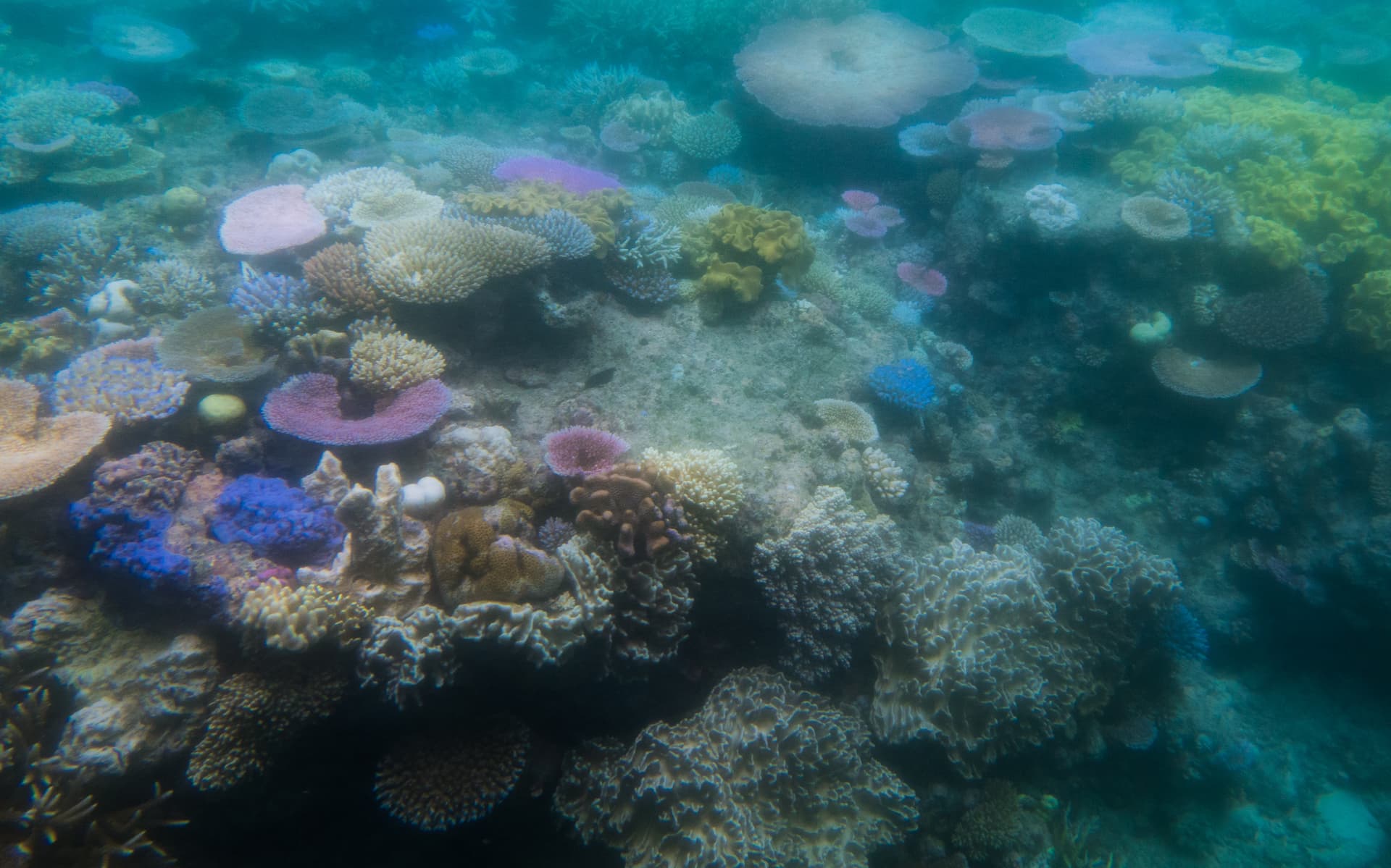 Aerial view of bleaching on the Great Barrier Reef