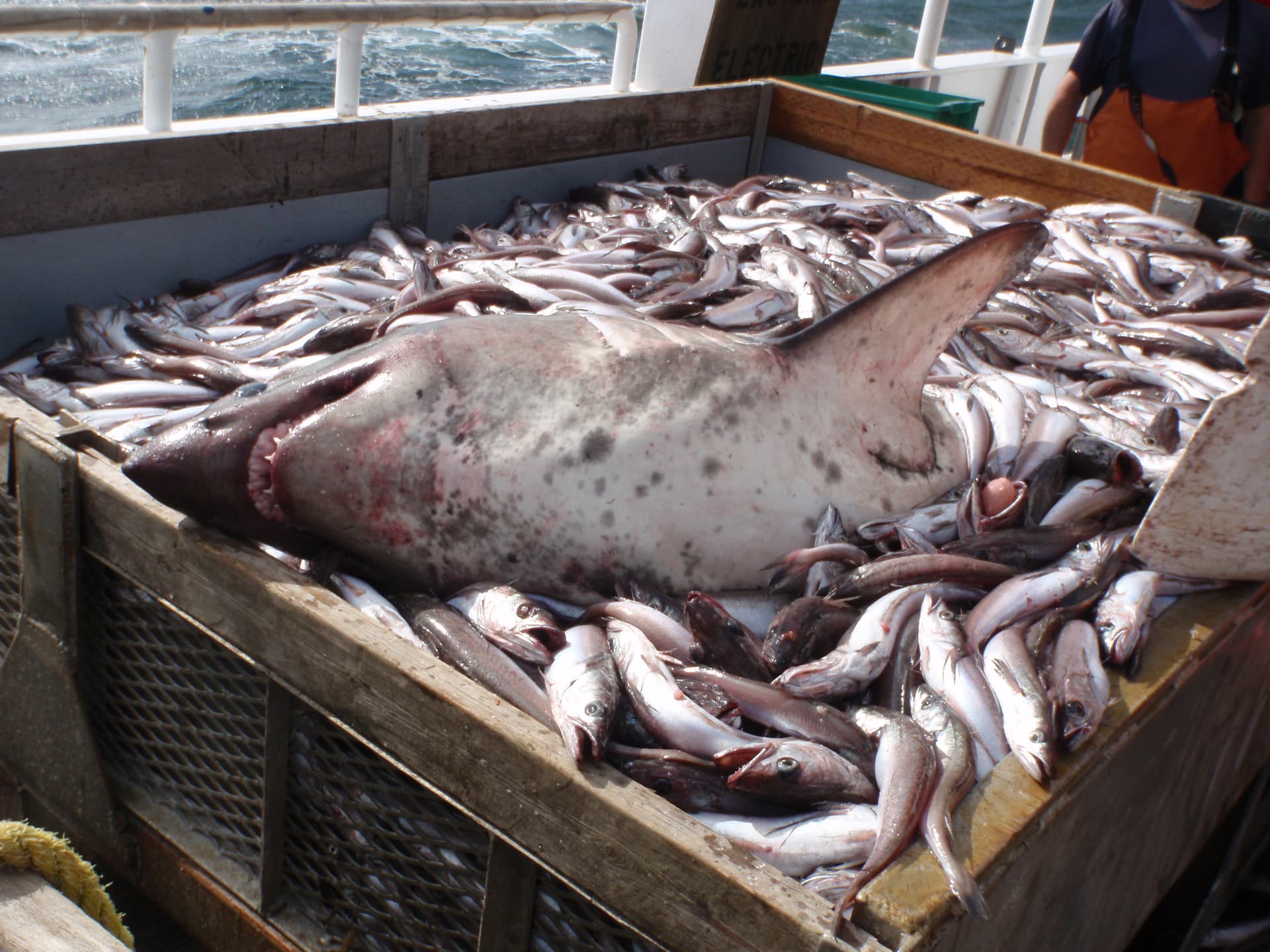 A salmon shark taken in a hake trawl
