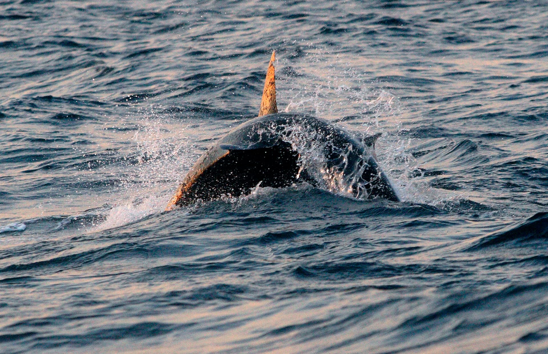 A white shark breaching after Cape fur seals