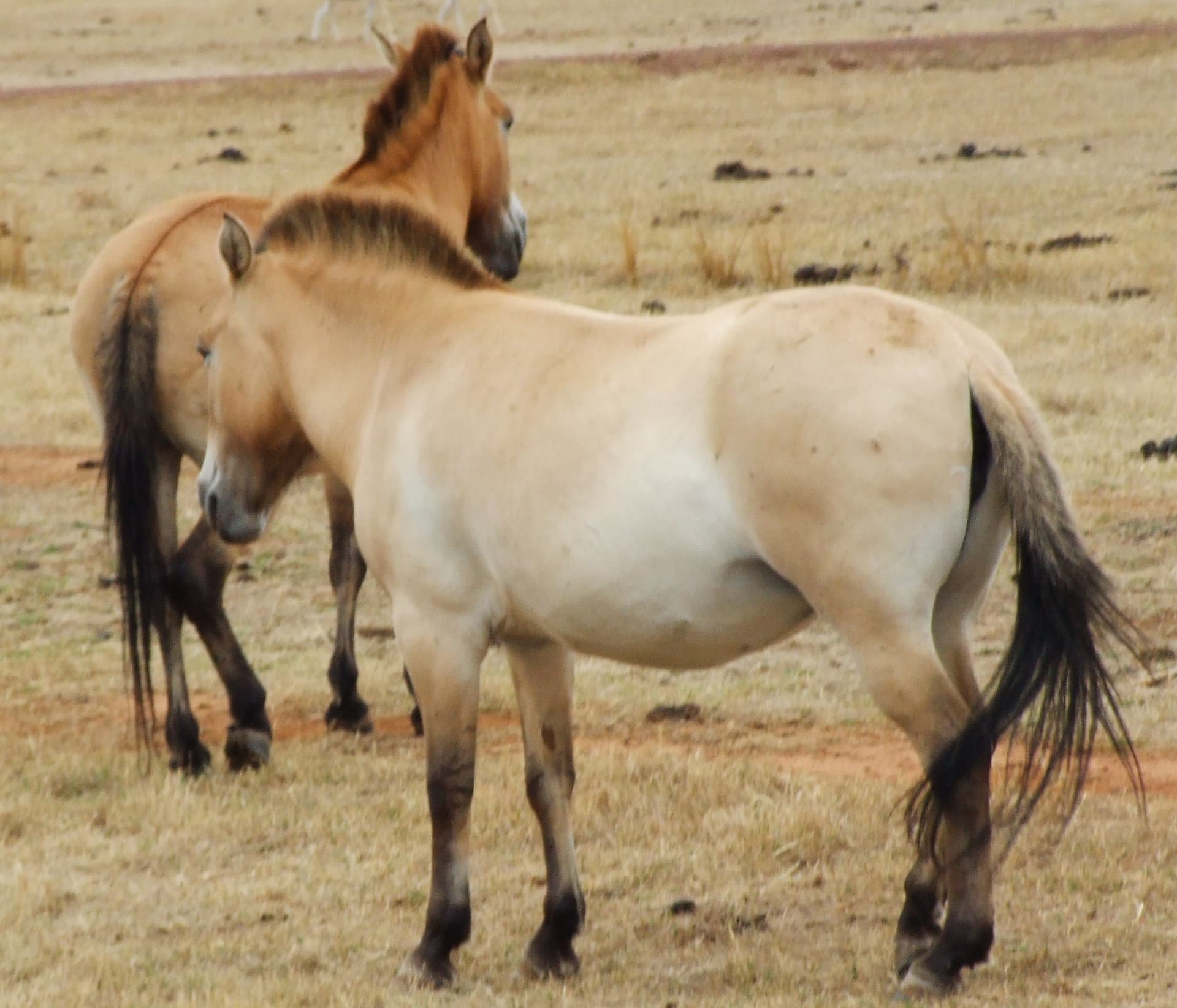 Przewalski's Horse from Werribee Open Range Zoo, Victoria, Australia