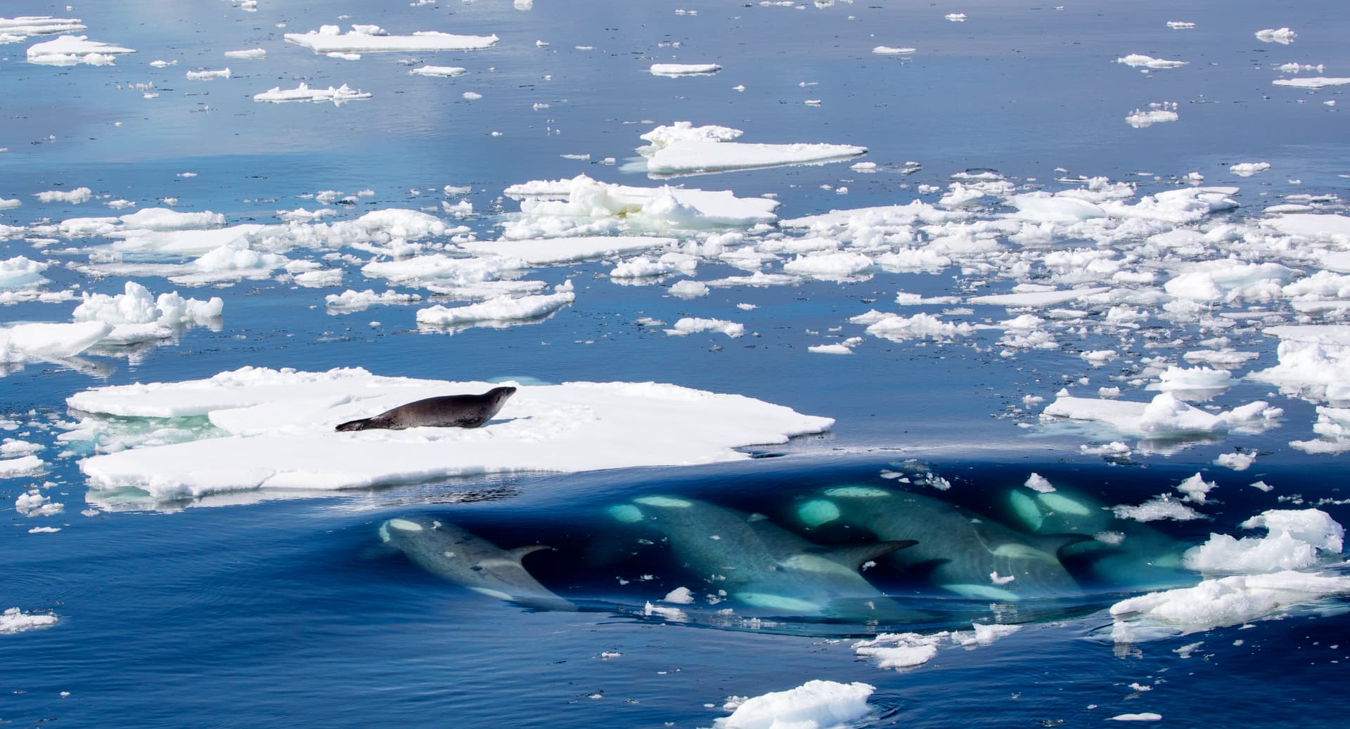 Killer whales hunting a crabeater seal off Graham Land