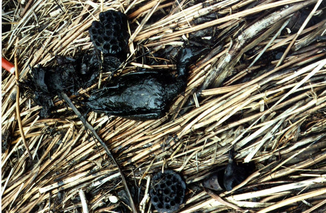 Oiled mallards from the Detroit River spill, 2002