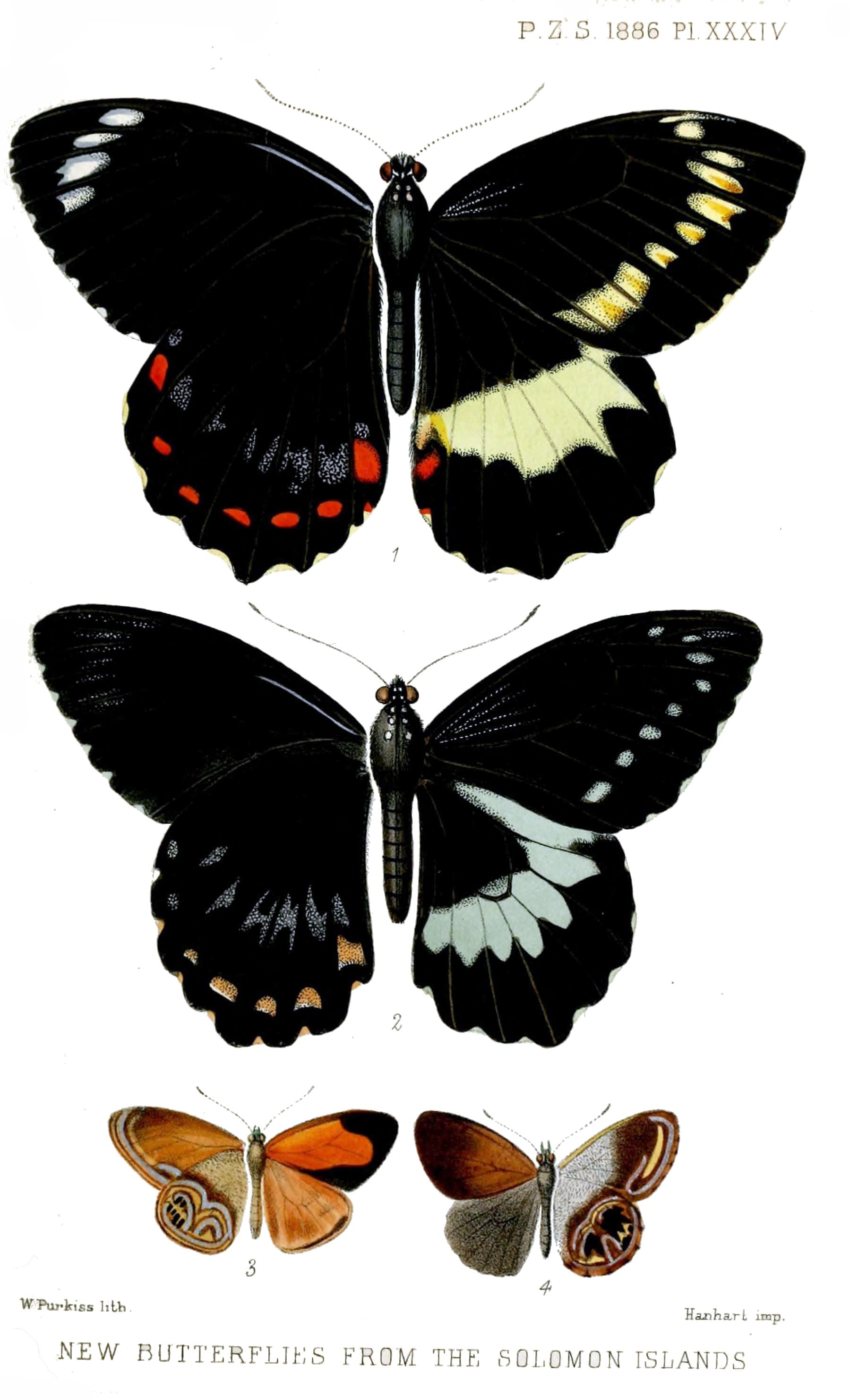 "New butterflies from the Solomon Islands"