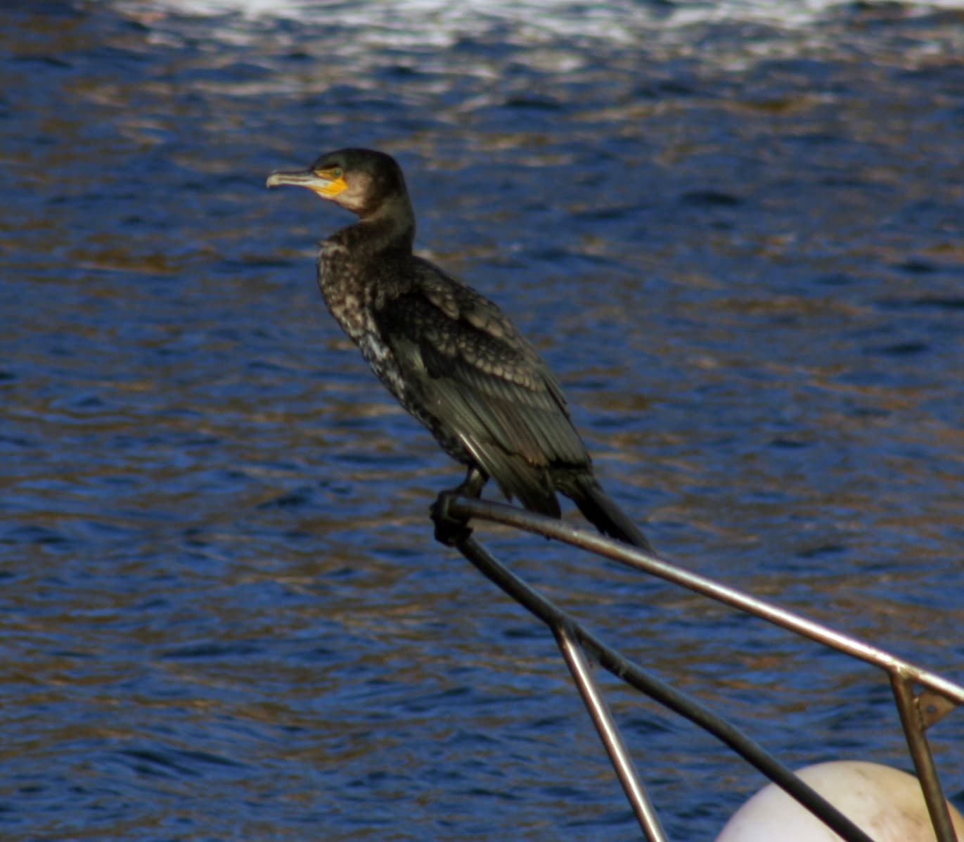Cormorant1