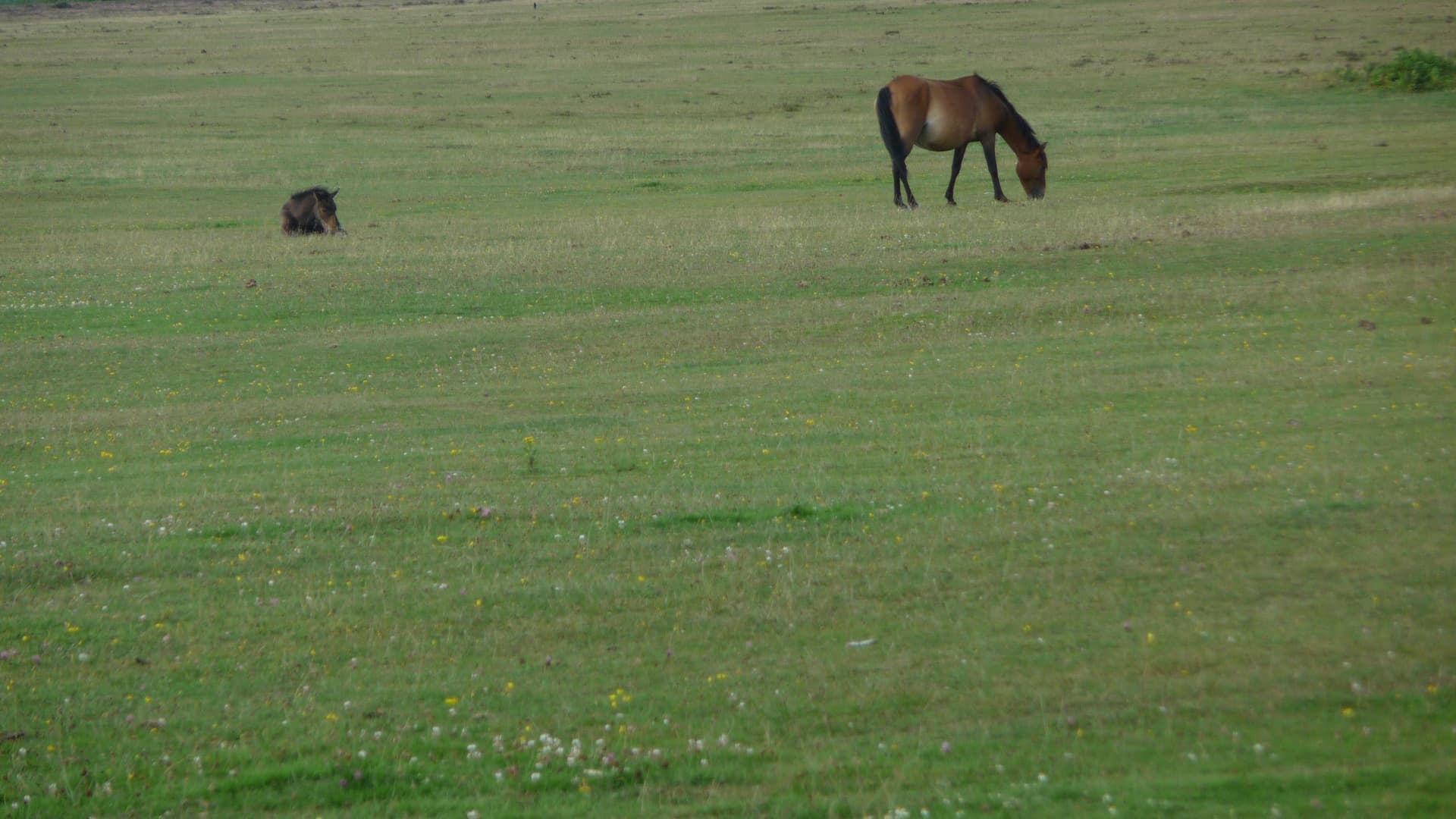 New Forest Ponies near Brockenhurst