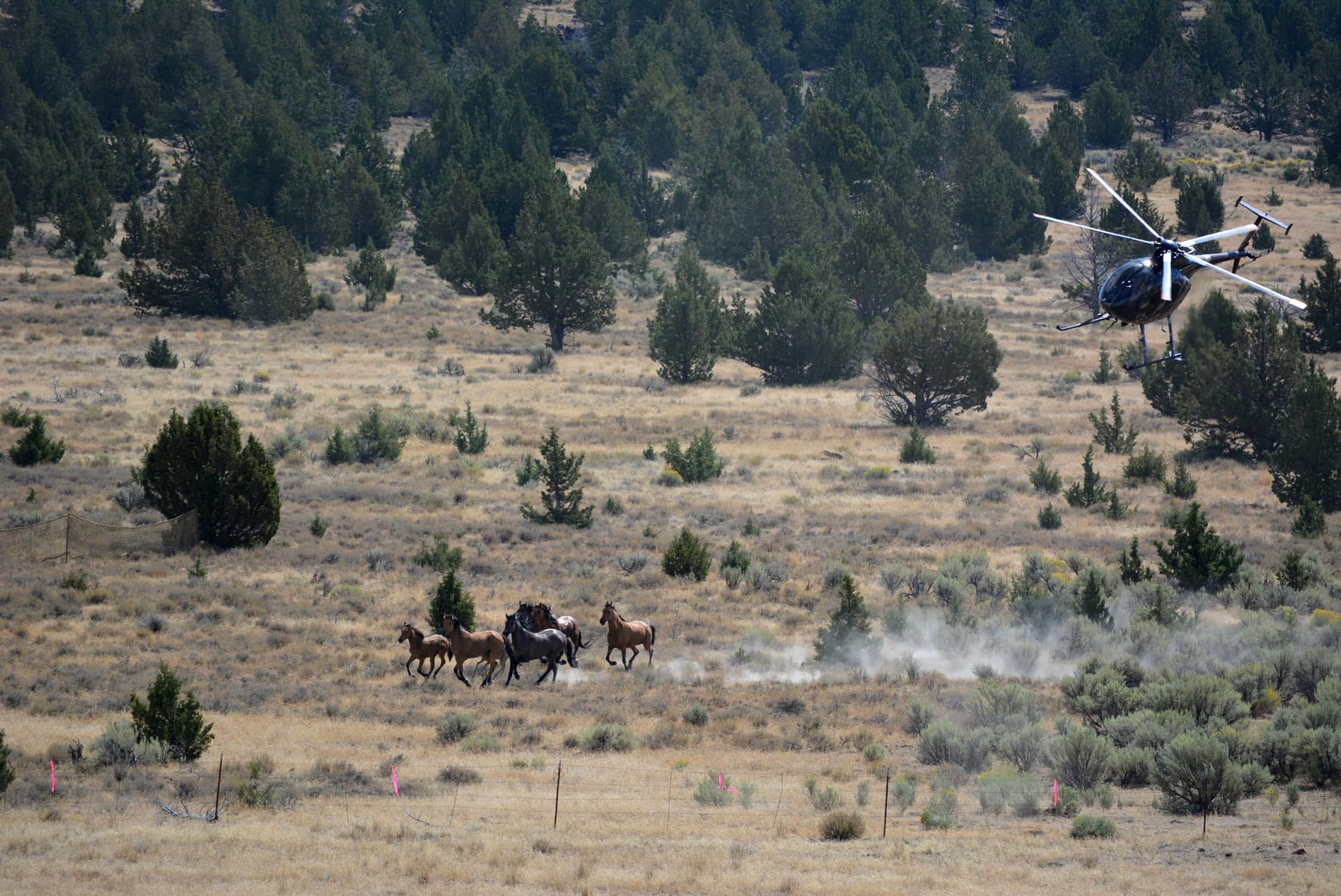Kiger gather helicopter
