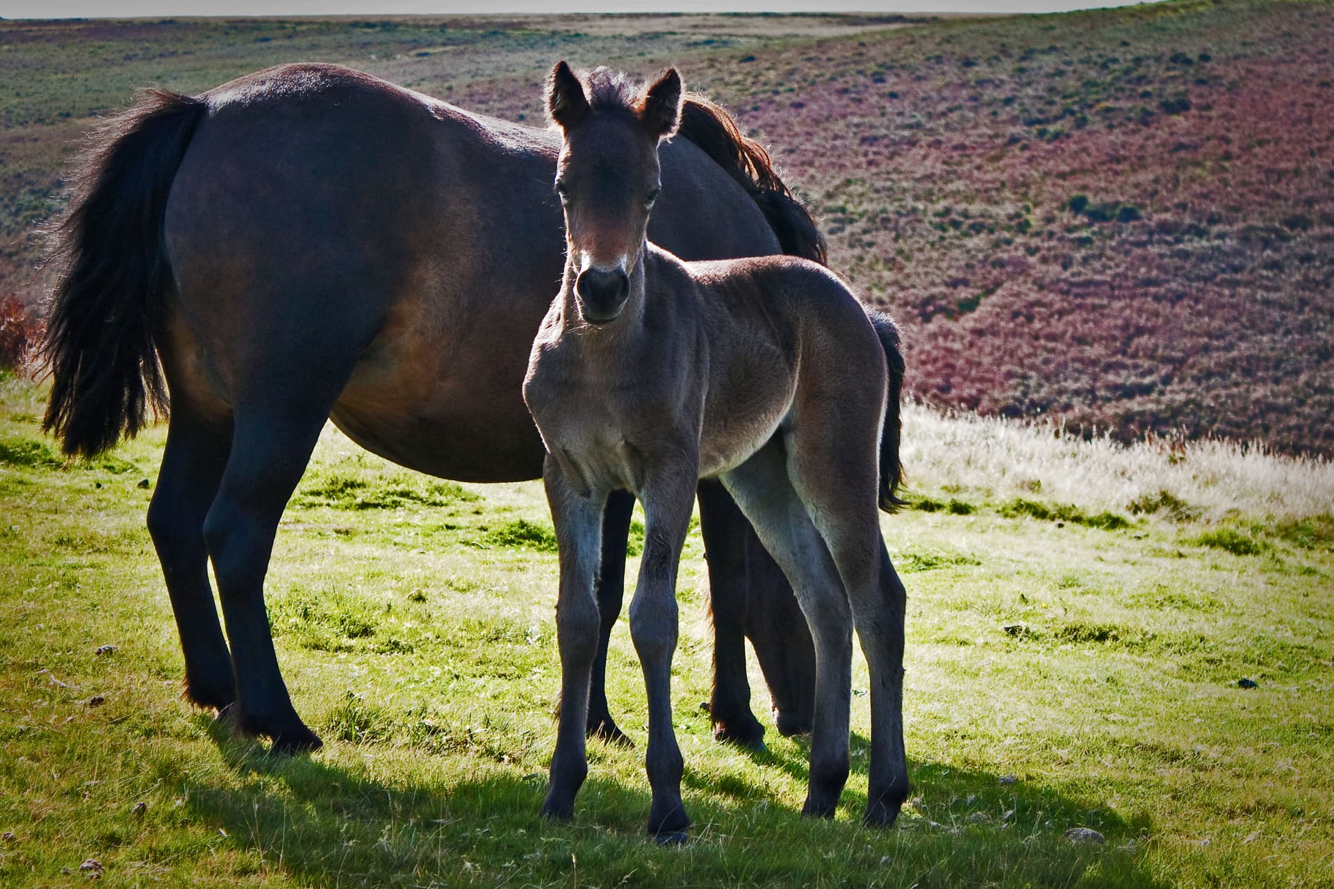 A Dartmoor Mother And Youngster