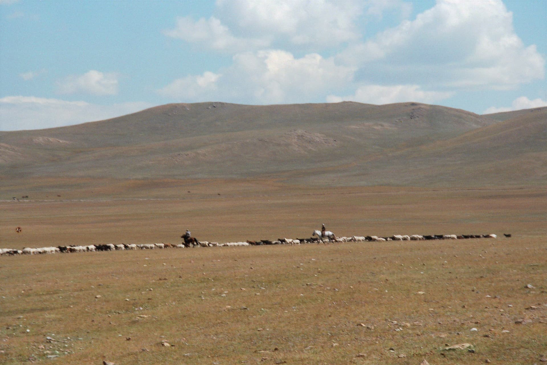 Mongolia, horses and cowboys