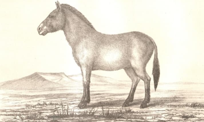 Equus ferus przewalskii Roborowsky