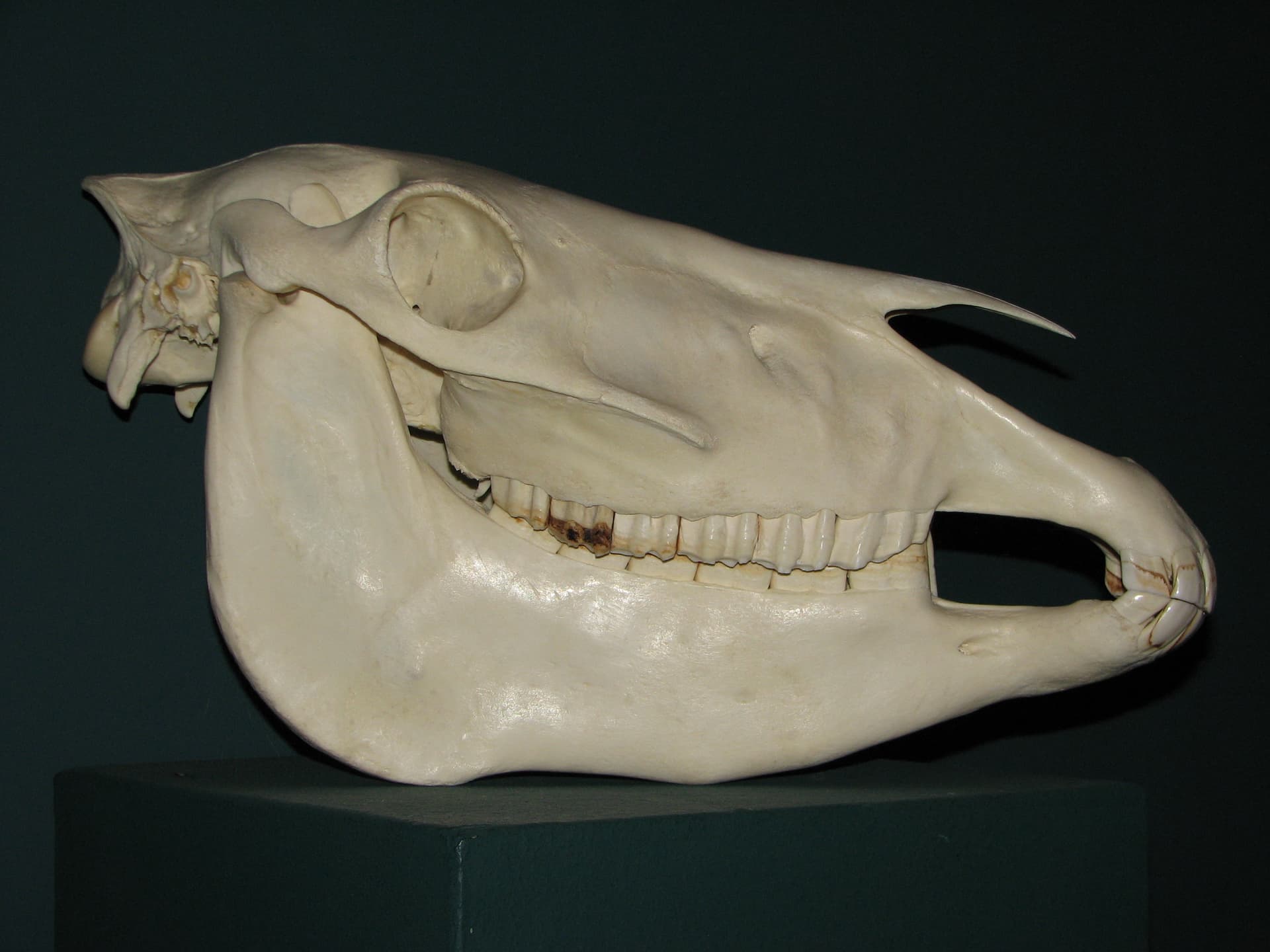 Przewalski horse skull