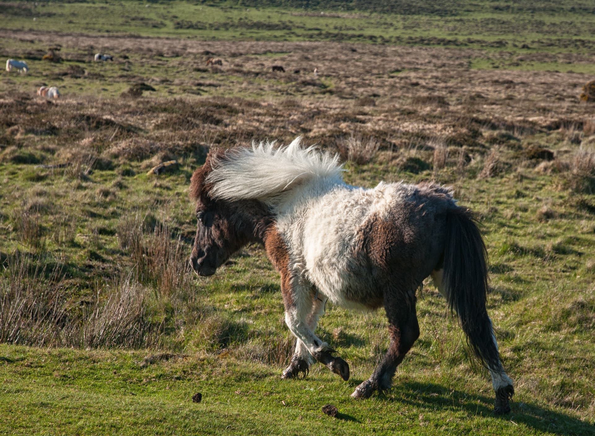 Free roaming Dartmoor Pony near Merrivale, Dartmoor National Park