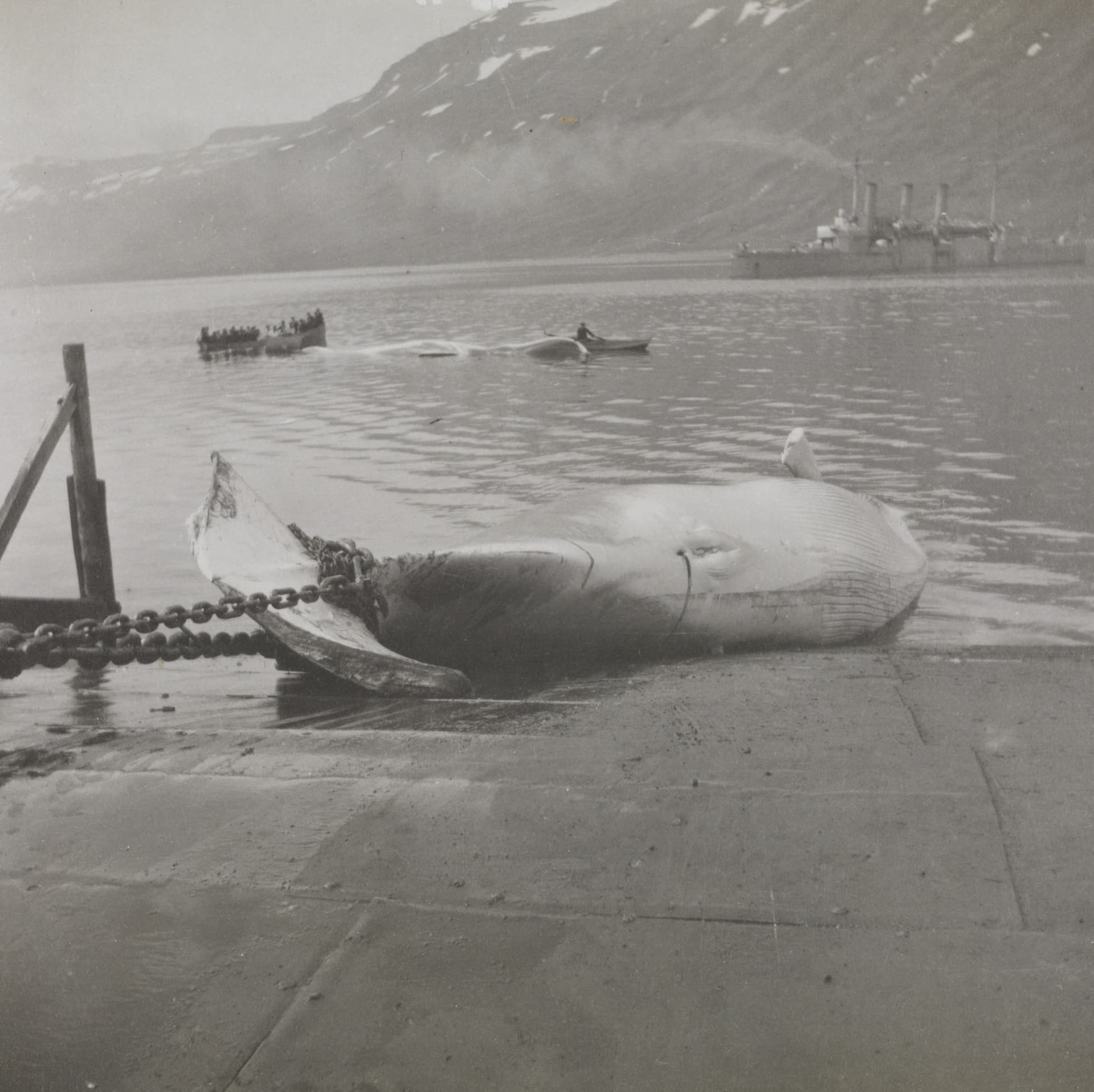 A fin whale hauled up at an Icelandic whaling station, before 1910