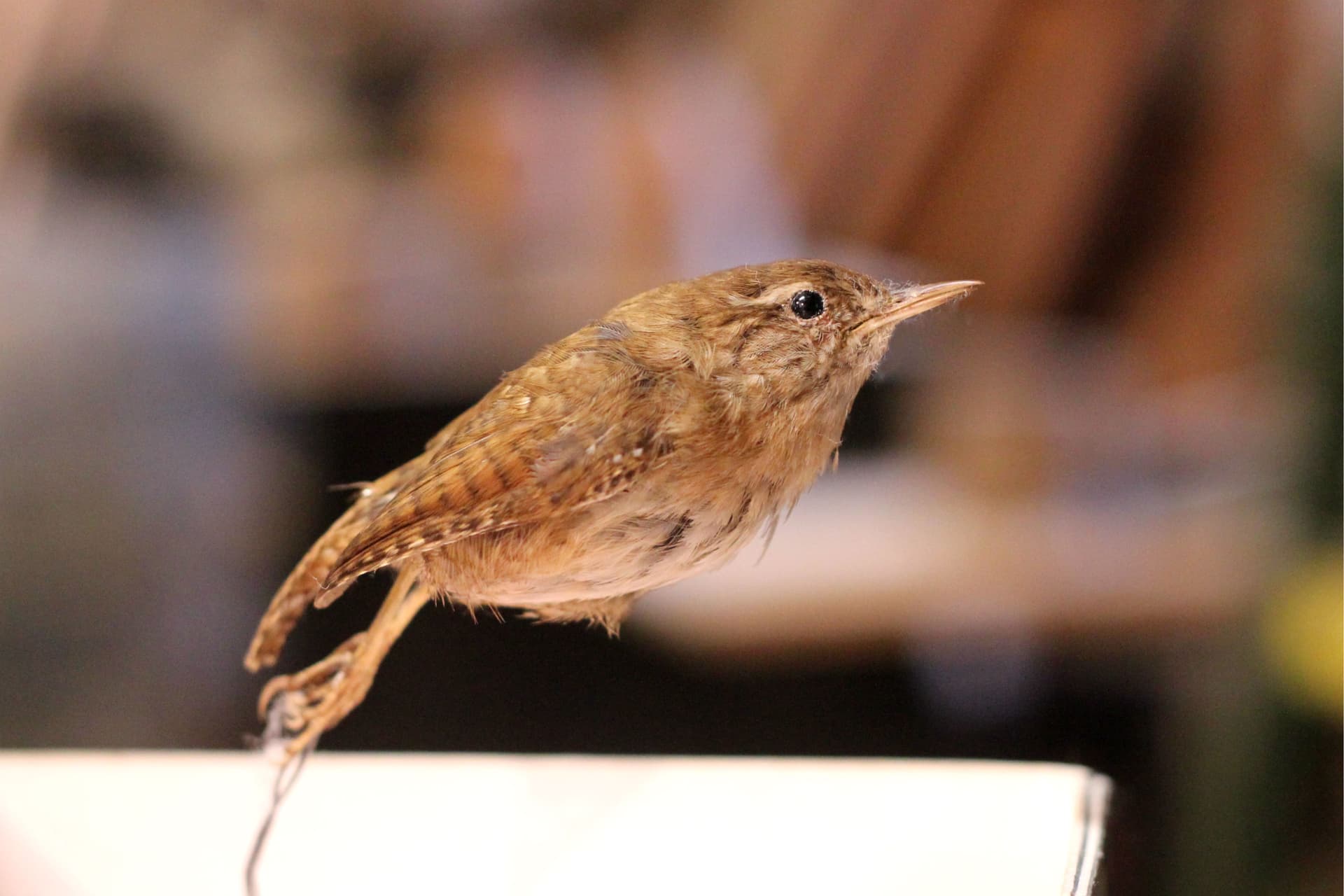Wren used for Hunt the Wren