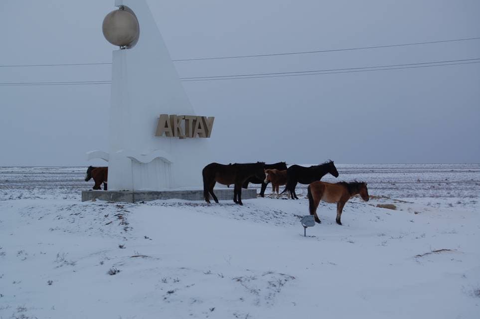 Horses in Mangystau Province, Kazakhstan