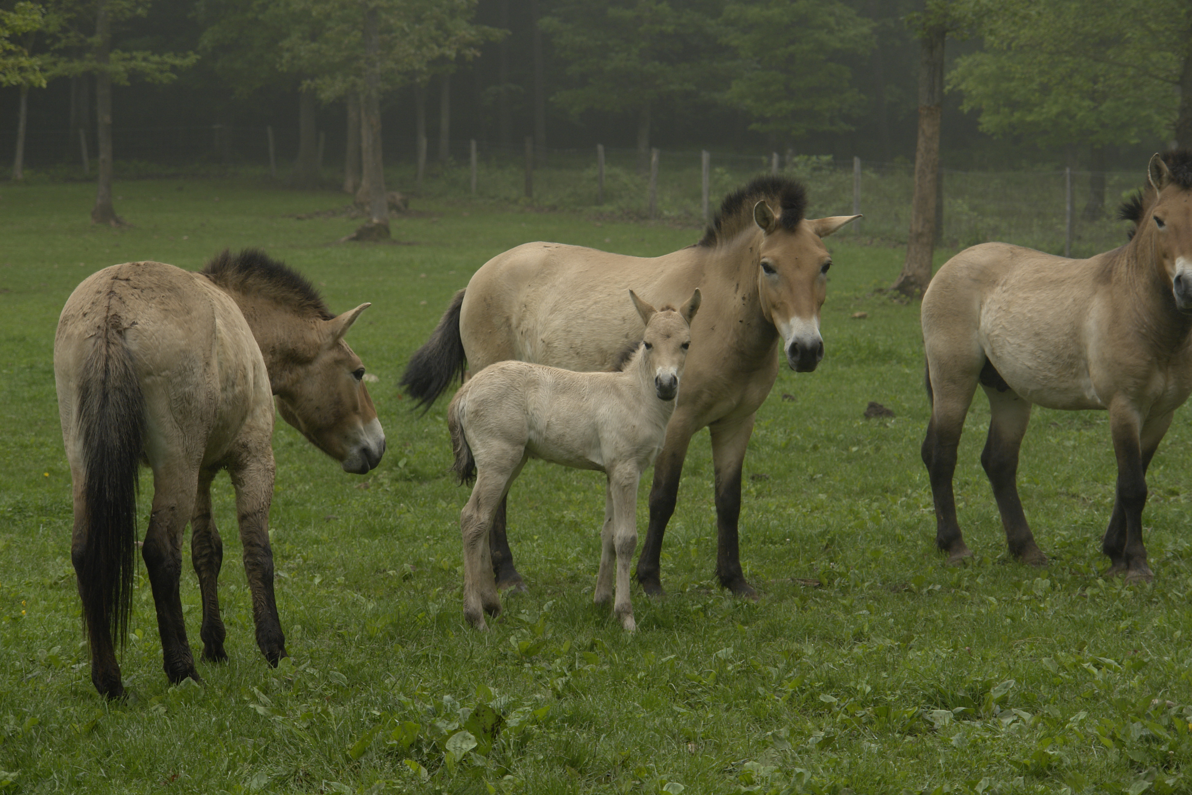 Chevaux de ¨Przewalski du Domaine des grottes de Han en Belgique