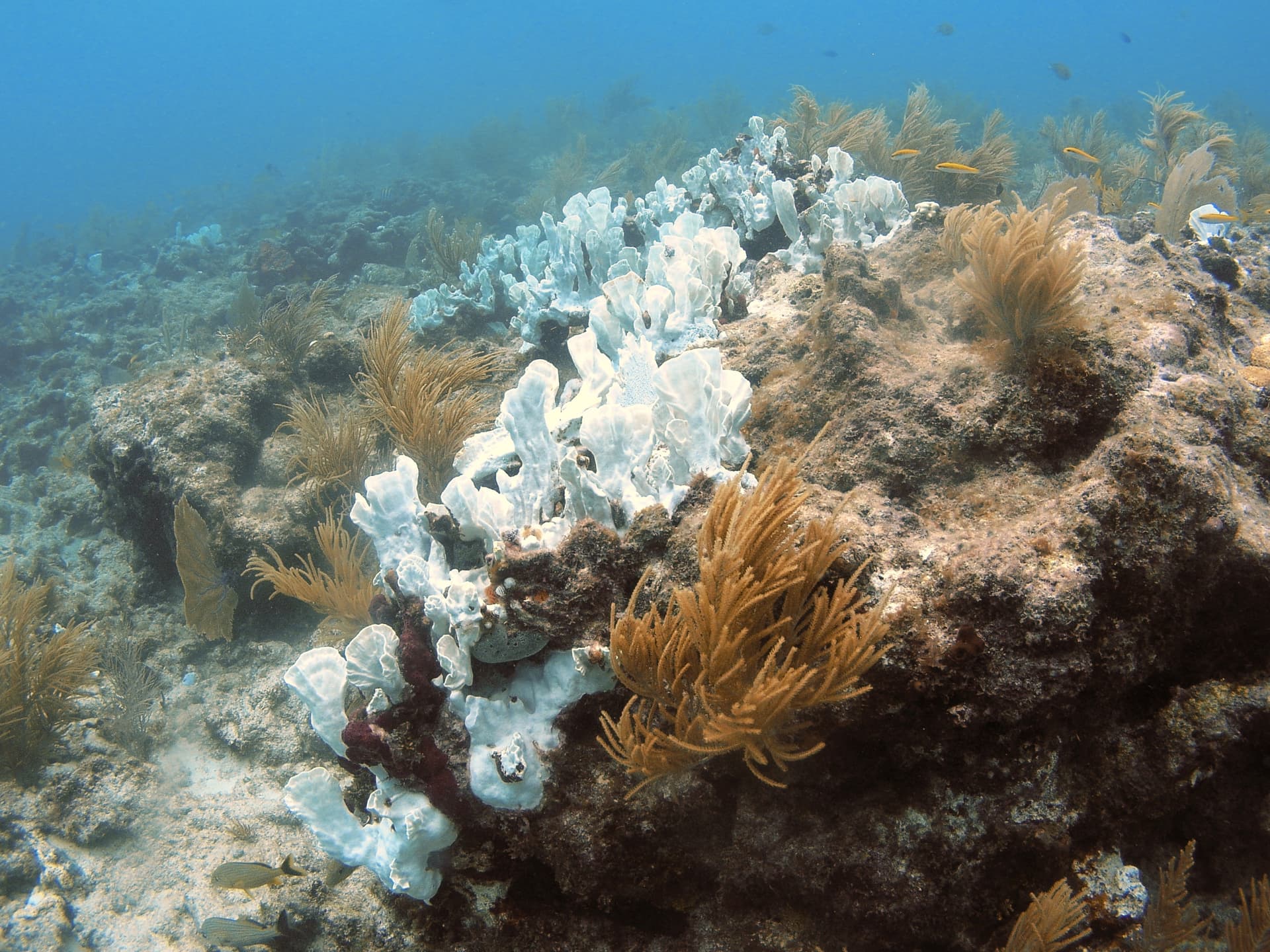 Bleached blade fire coral, Florida Keys