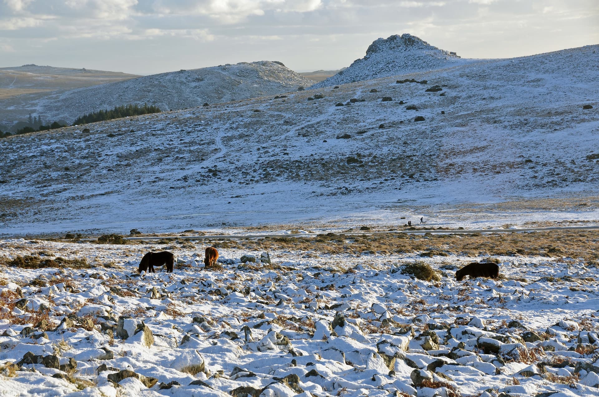 Dartmoor Ponies and Leather tor