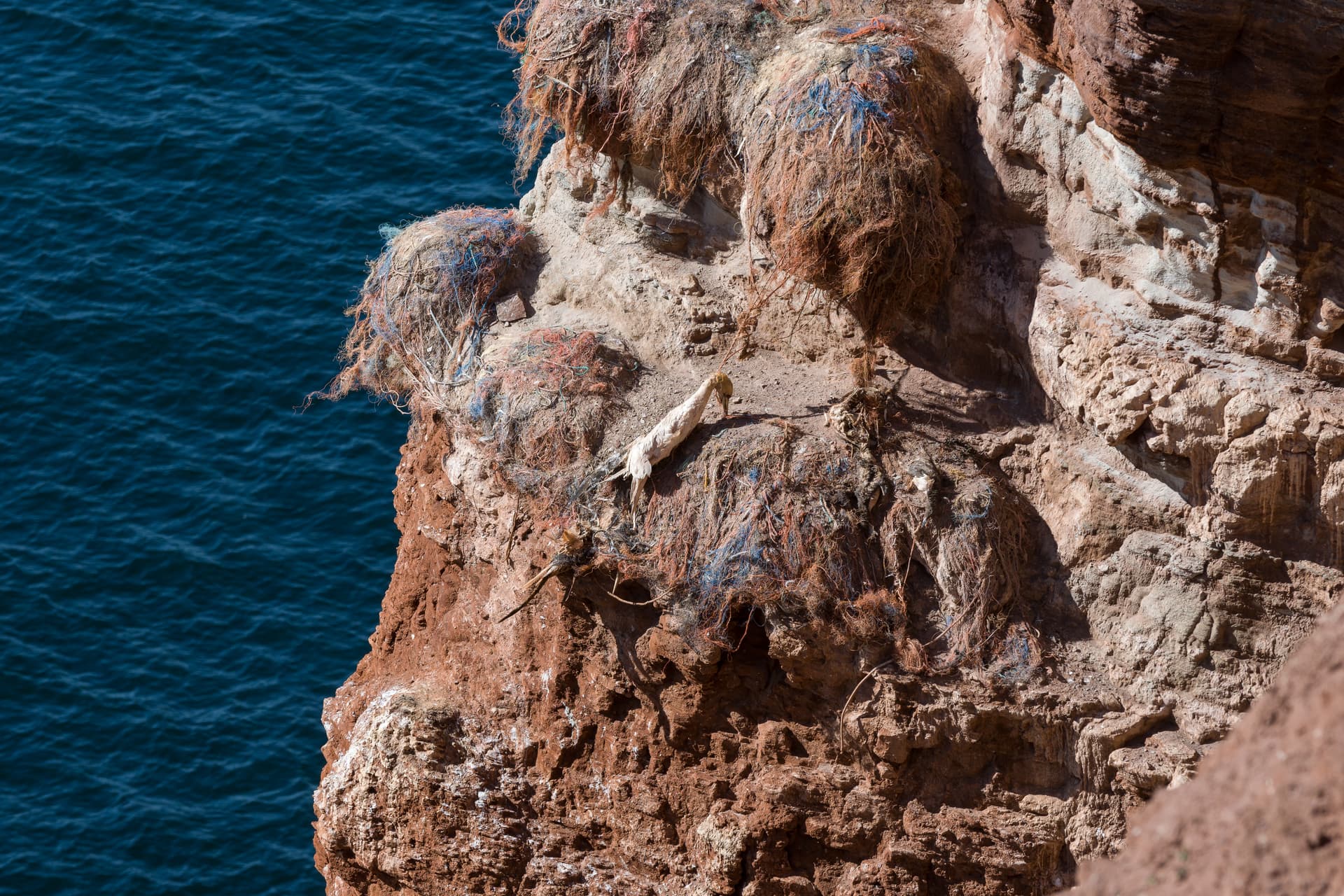 Seabirds killed in discarded fishing net, Heligoland