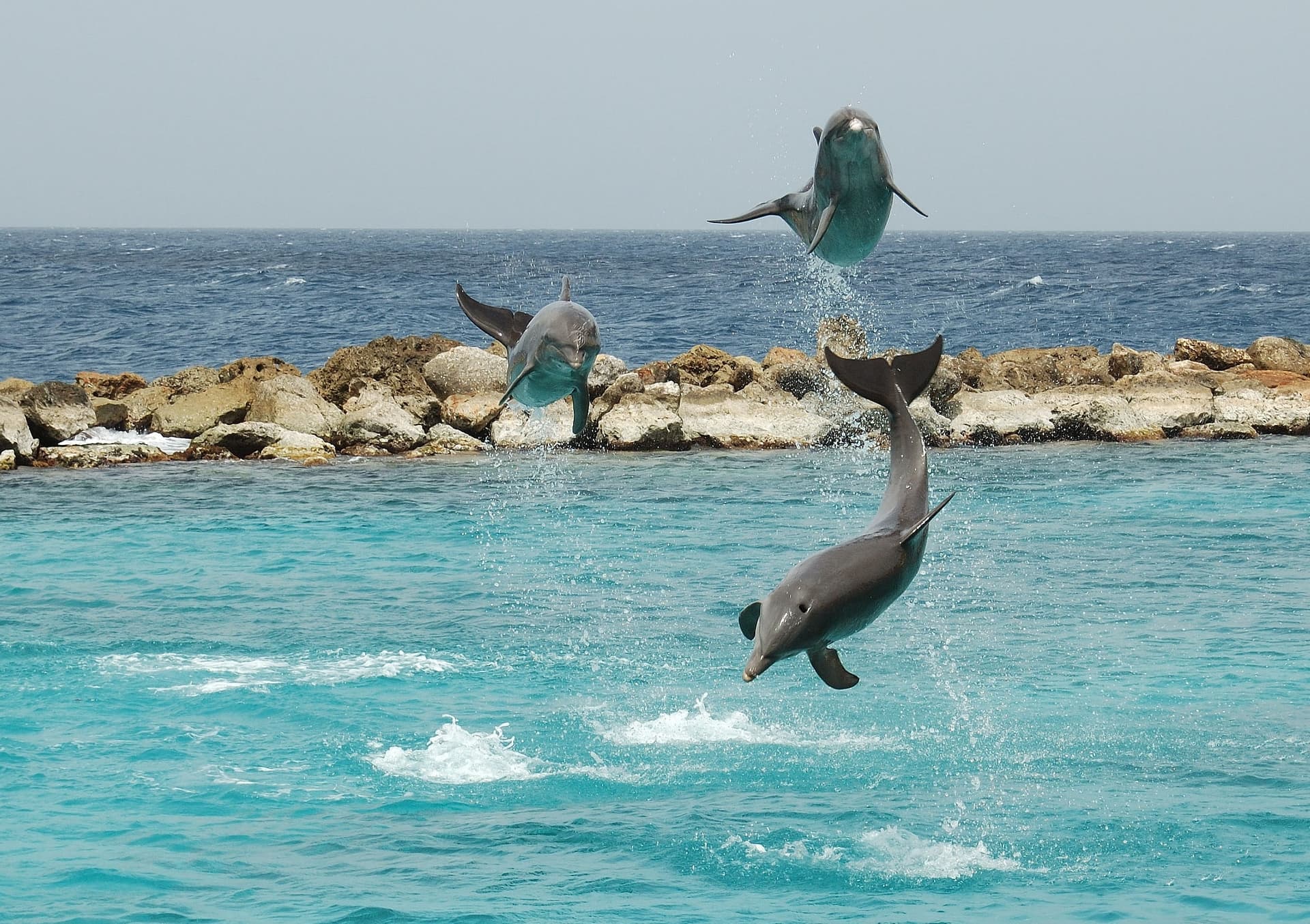 A dolphin show at the Curacao Sea Aquarium