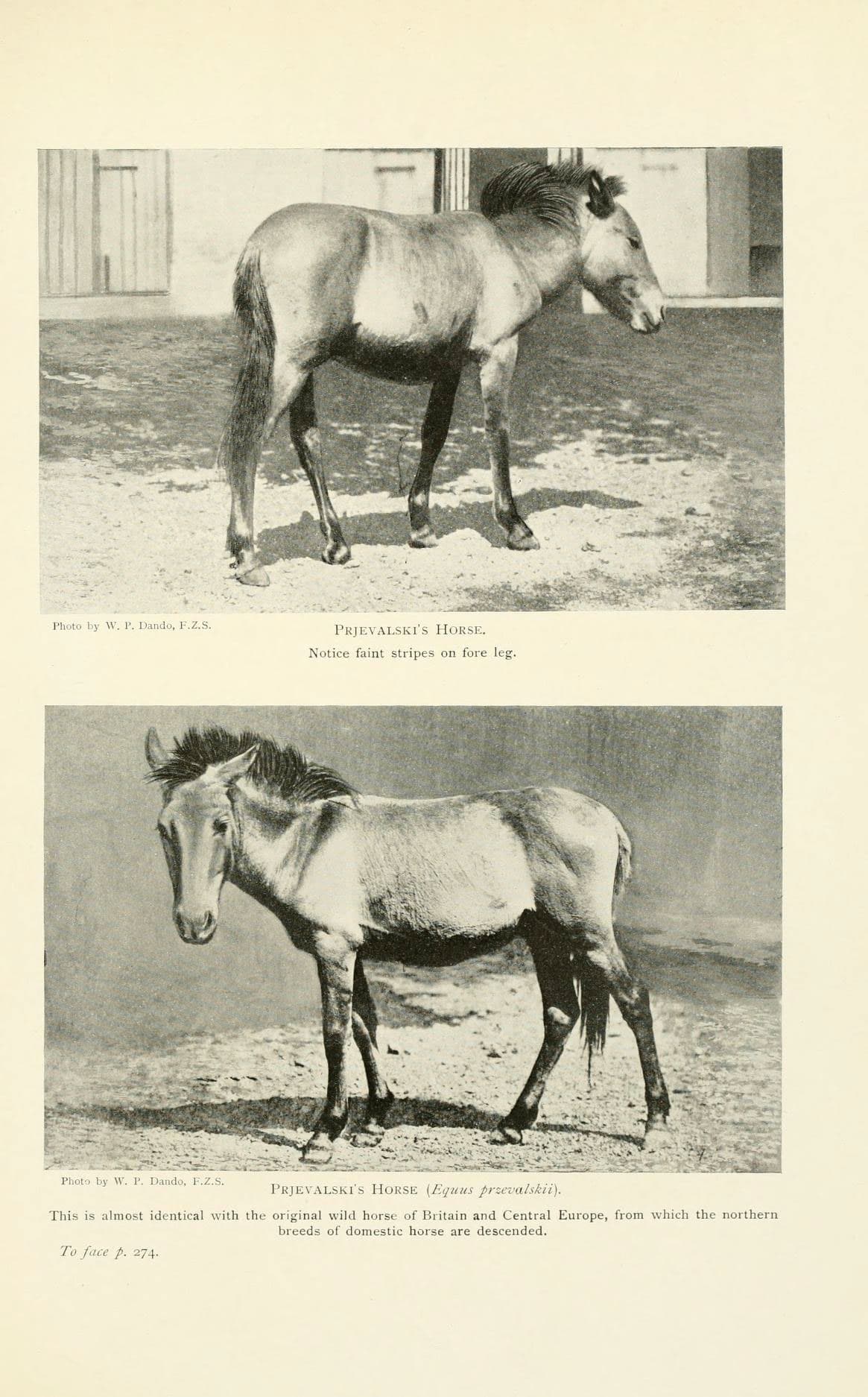 British mammals
