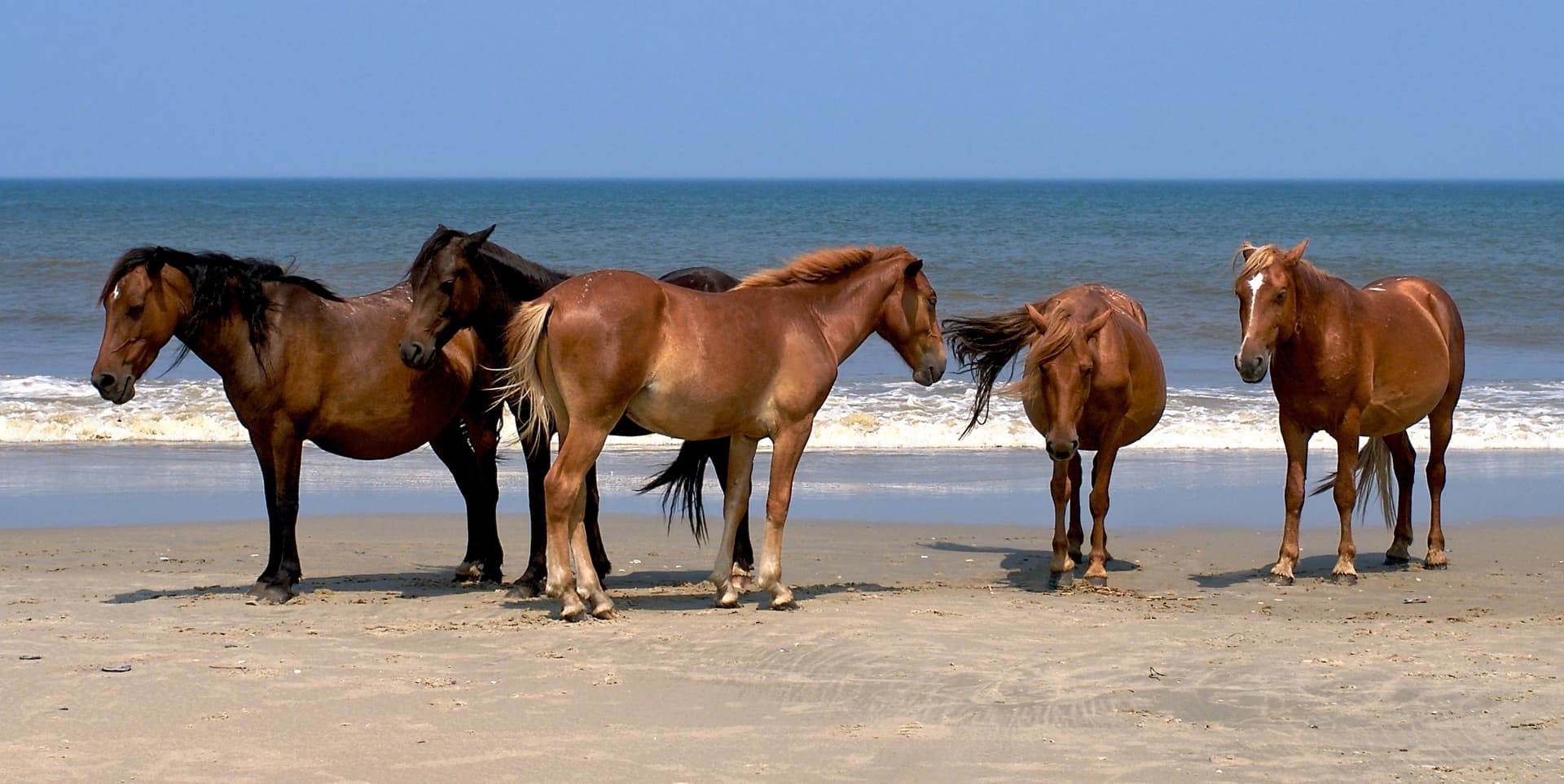 Five of the wild Spanish Mustangs in Corolla, North Carolina