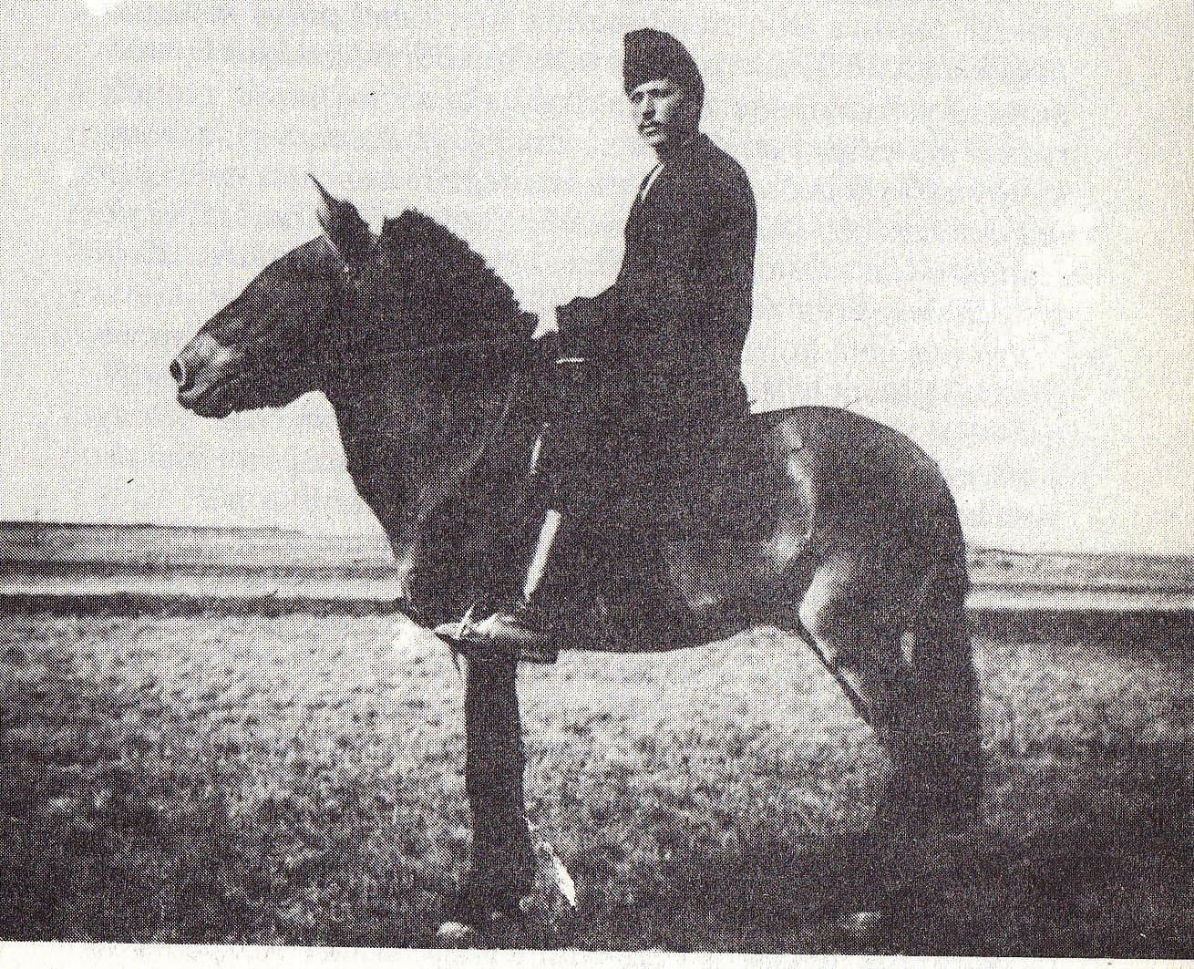 Equus ferus przewalskii