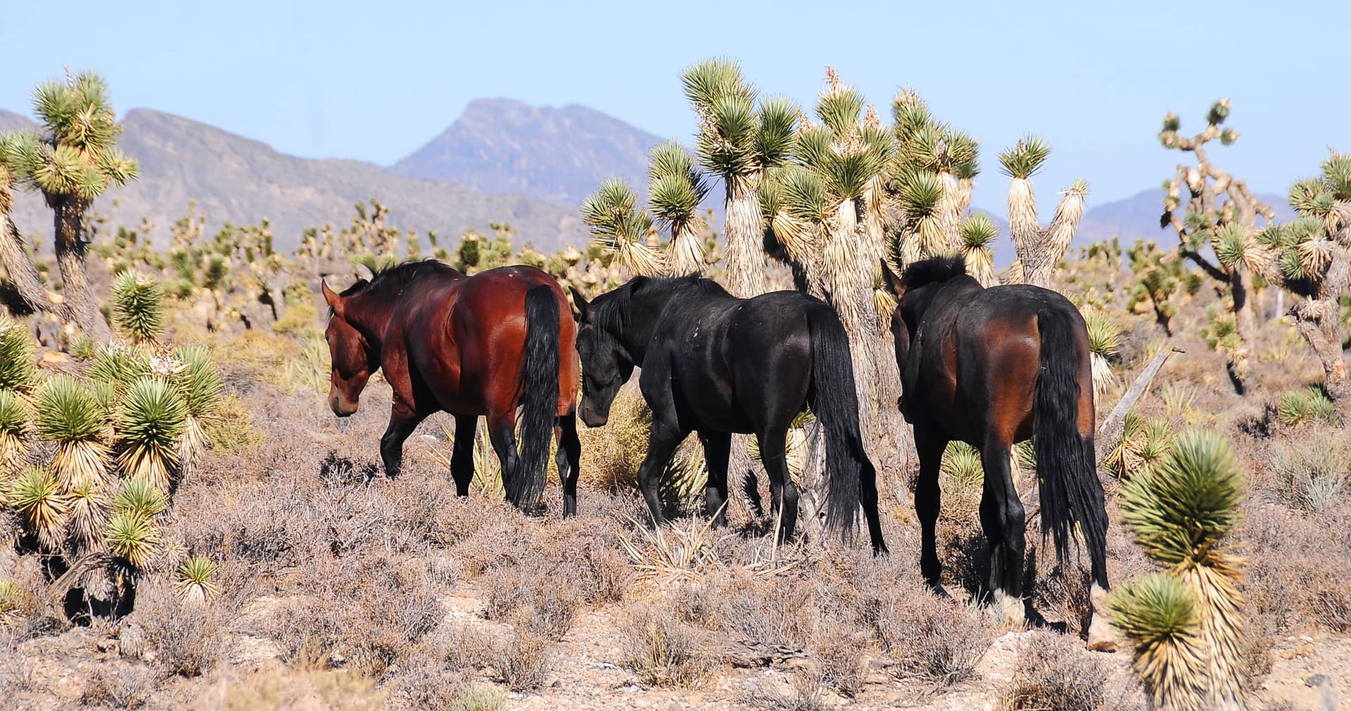 Feral horses