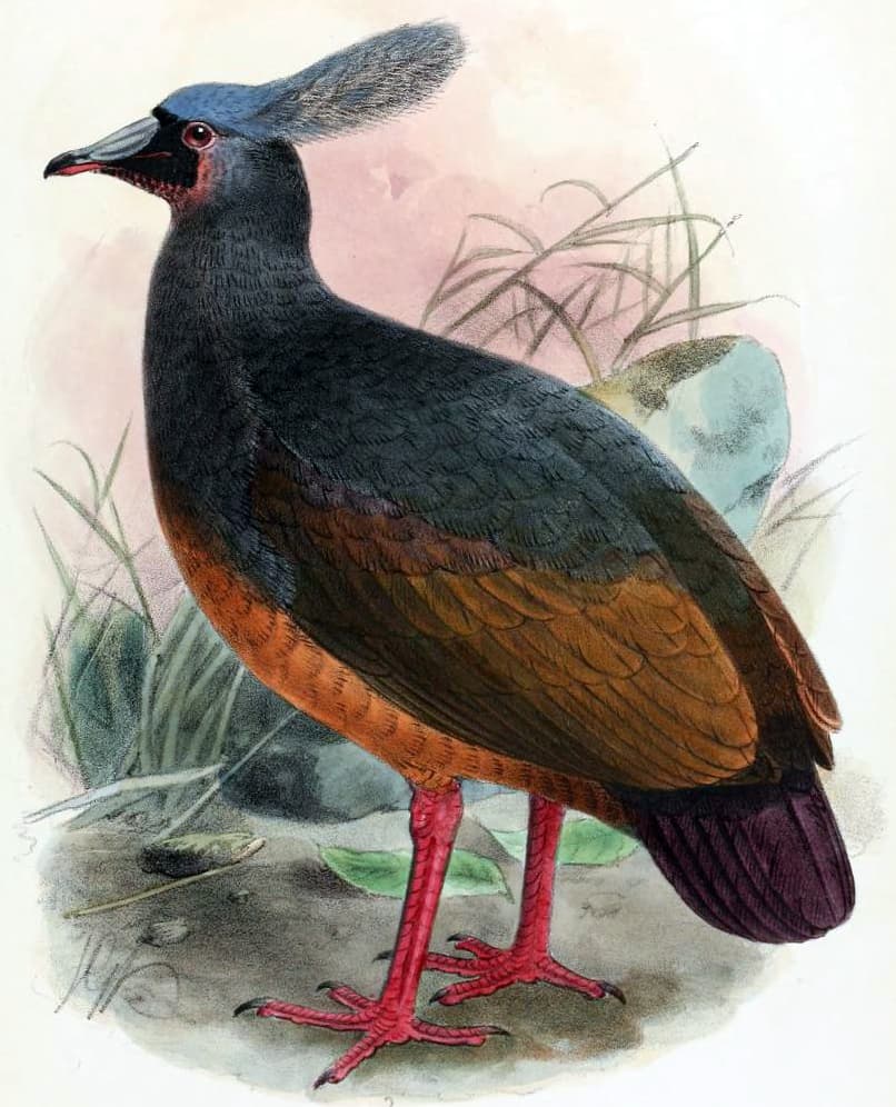 Choiseul crested pigeon, Microgoura meeki