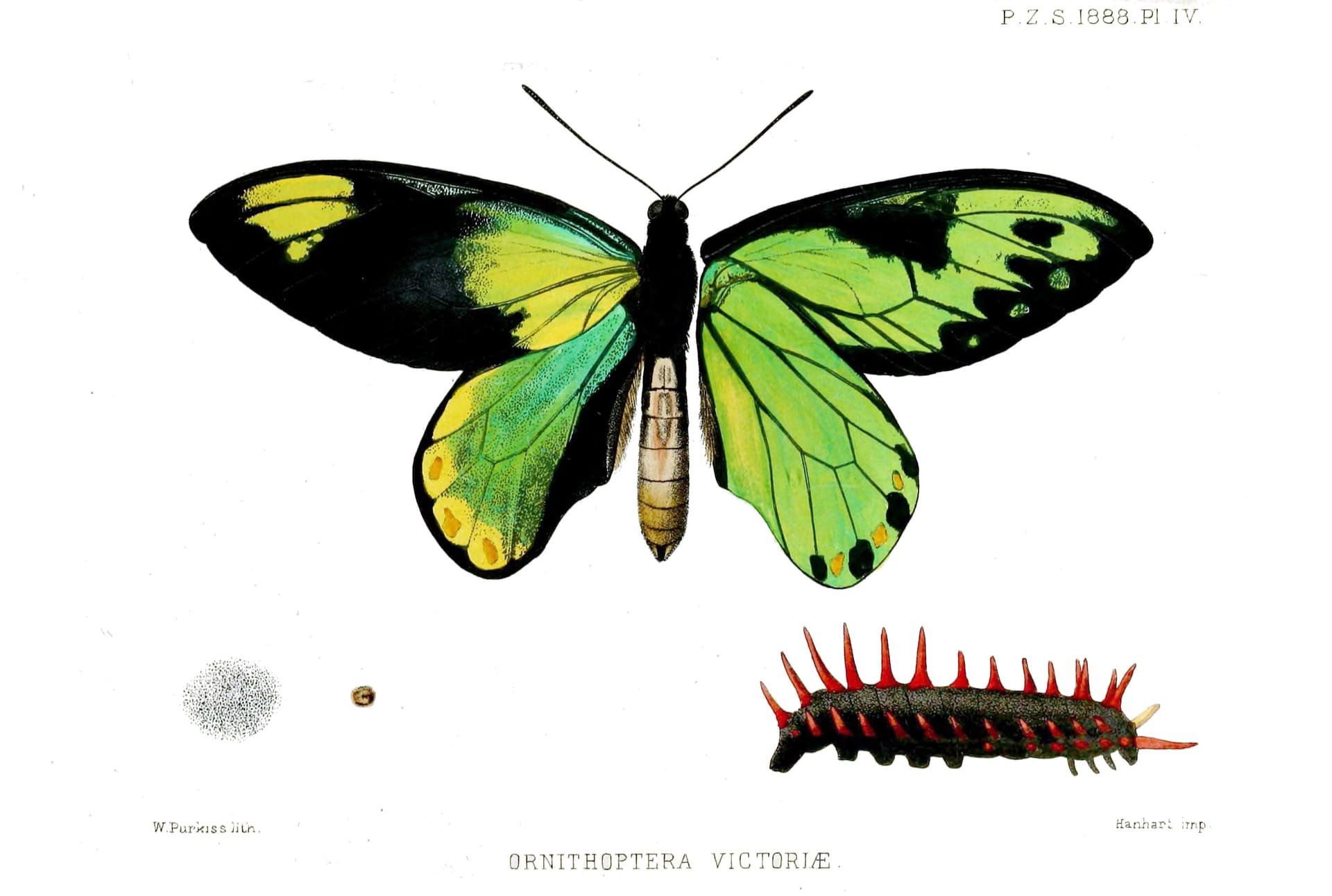 Queen Victoria's birdwing butterfly, Guadalcanal