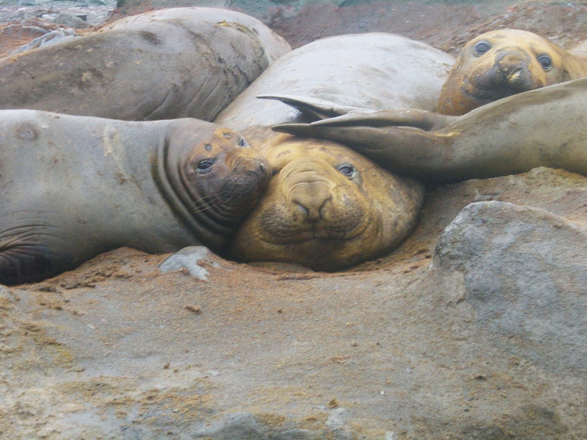 Elephant seals on an Antarctic Peninsula beach