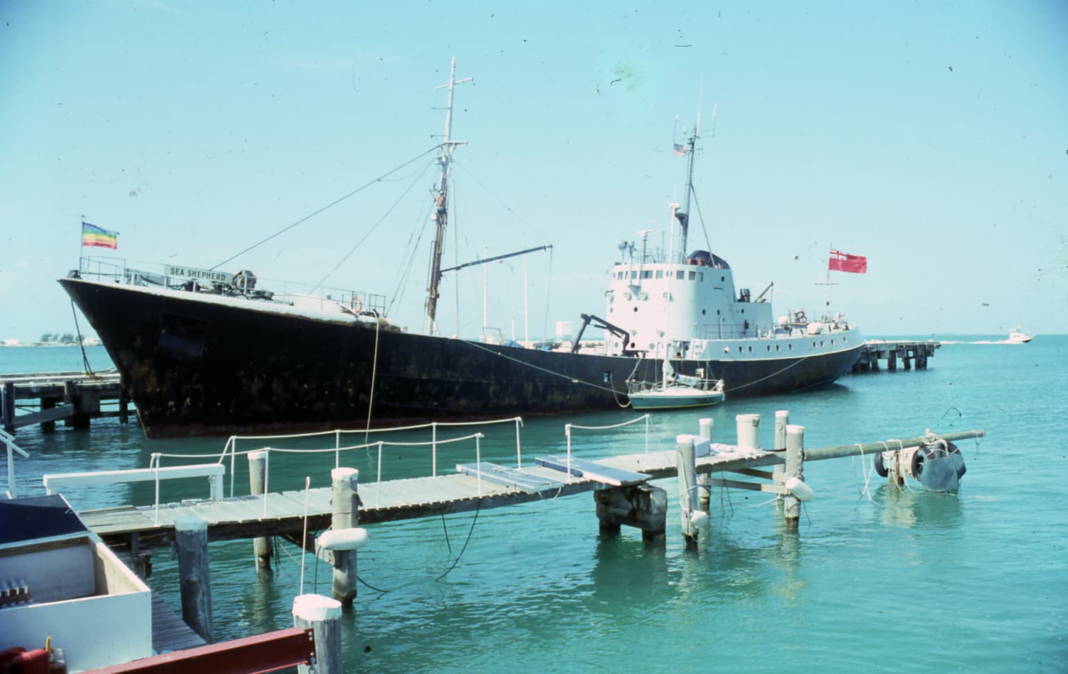 Sea Shepherd Conservation Society founded