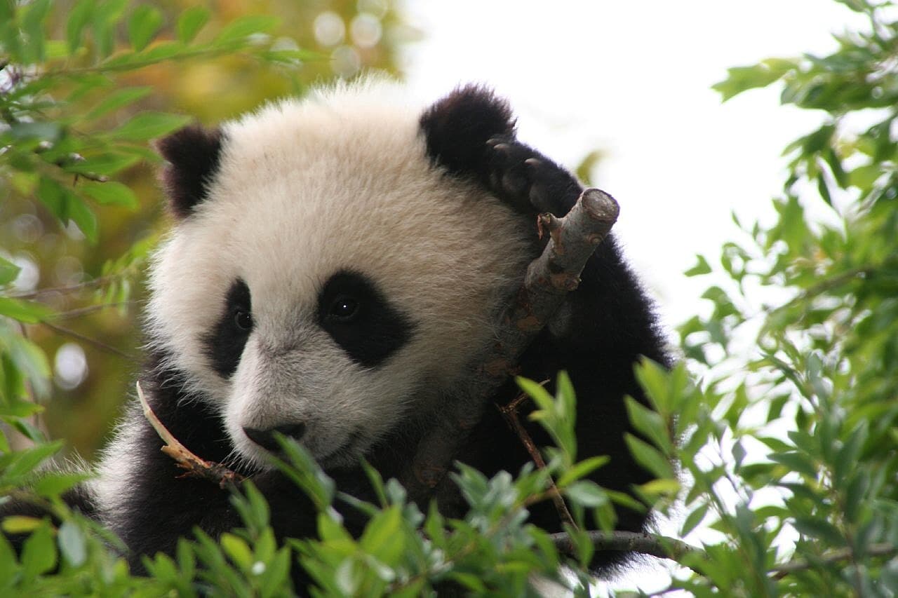 Ruth Harkness brings out the first live panda