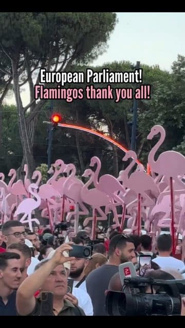 Thank You @europeanparliament!Flamingos thank you all.Now you must help us to save Albania the
