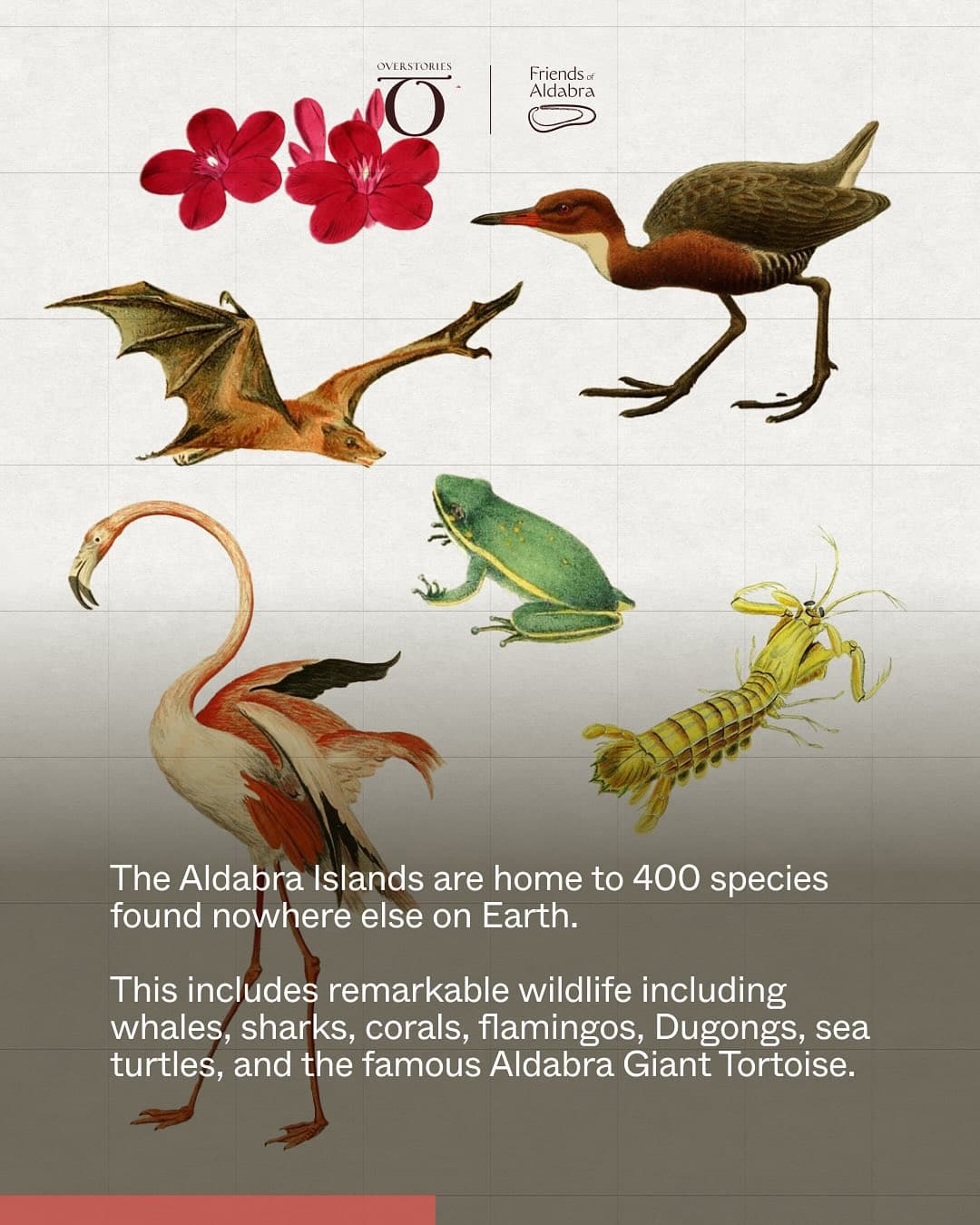 Help us stop the construction and protect the Aldabra Islands once and for all! (4/9)