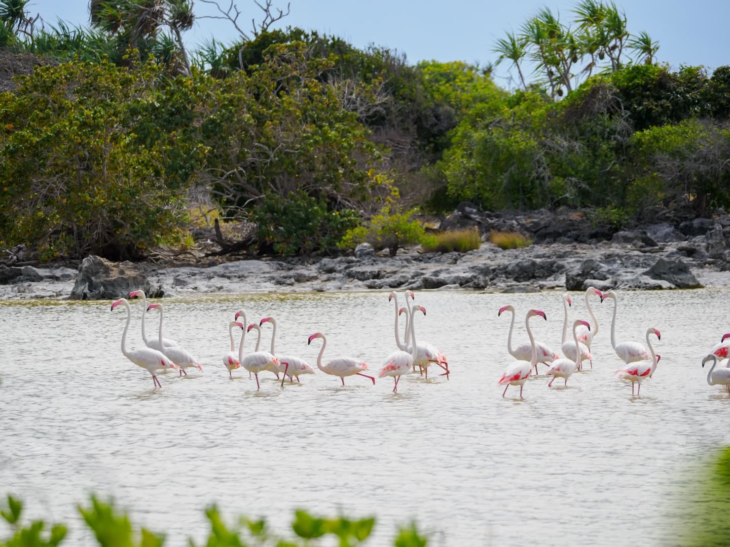 Day 8 in our Aldabra Christmas Series. (2/4)