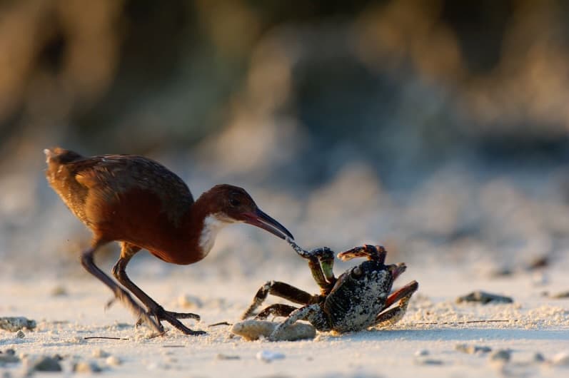 Day 2 in our Aldabra Christmas Series. (1/4)