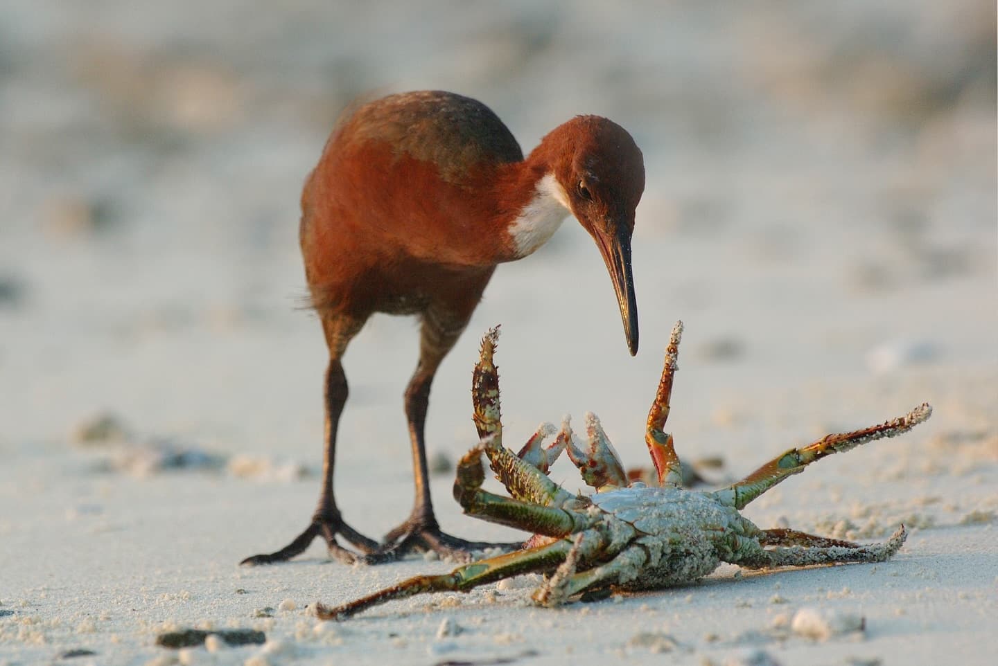 Day 2 in our Aldabra Christmas Series. (2/4)